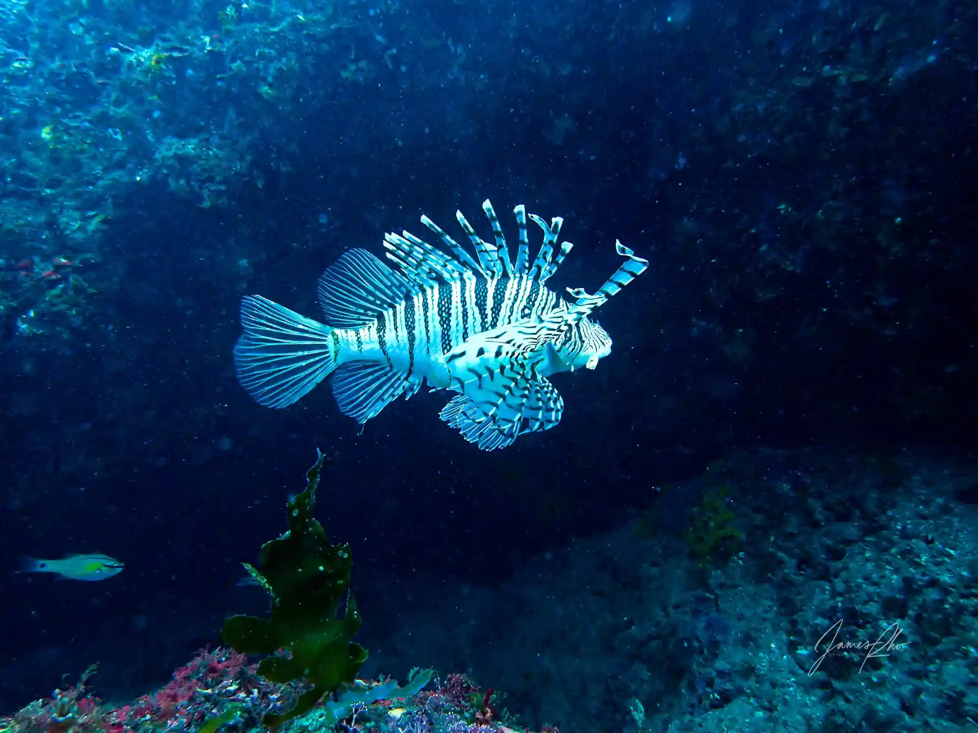 ダイビングサイトの写真