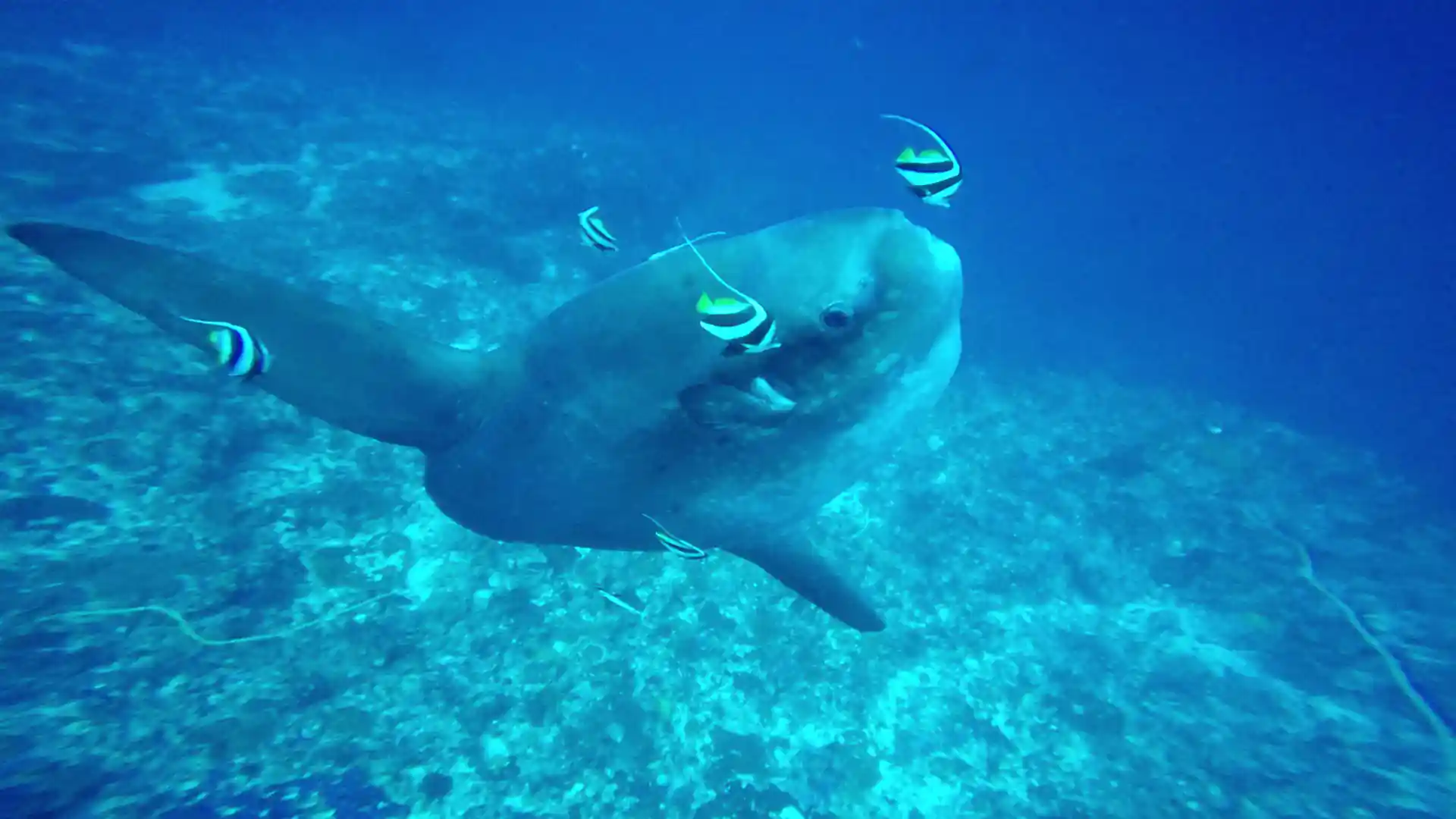 Dive site photo