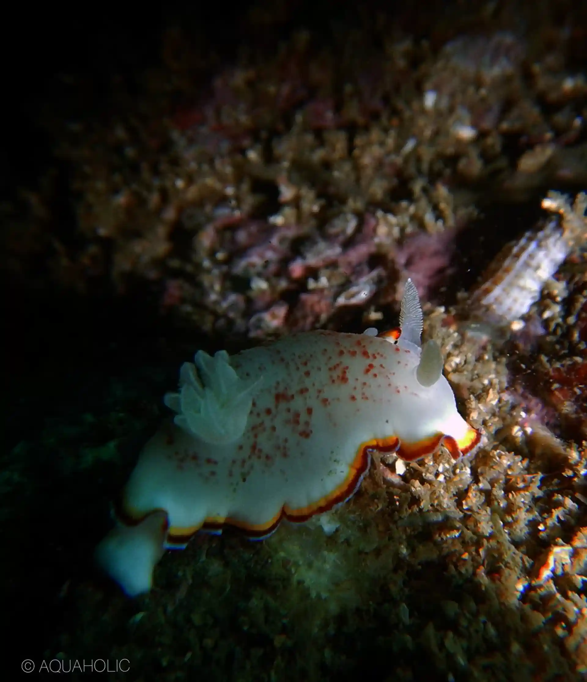 Dive site photo