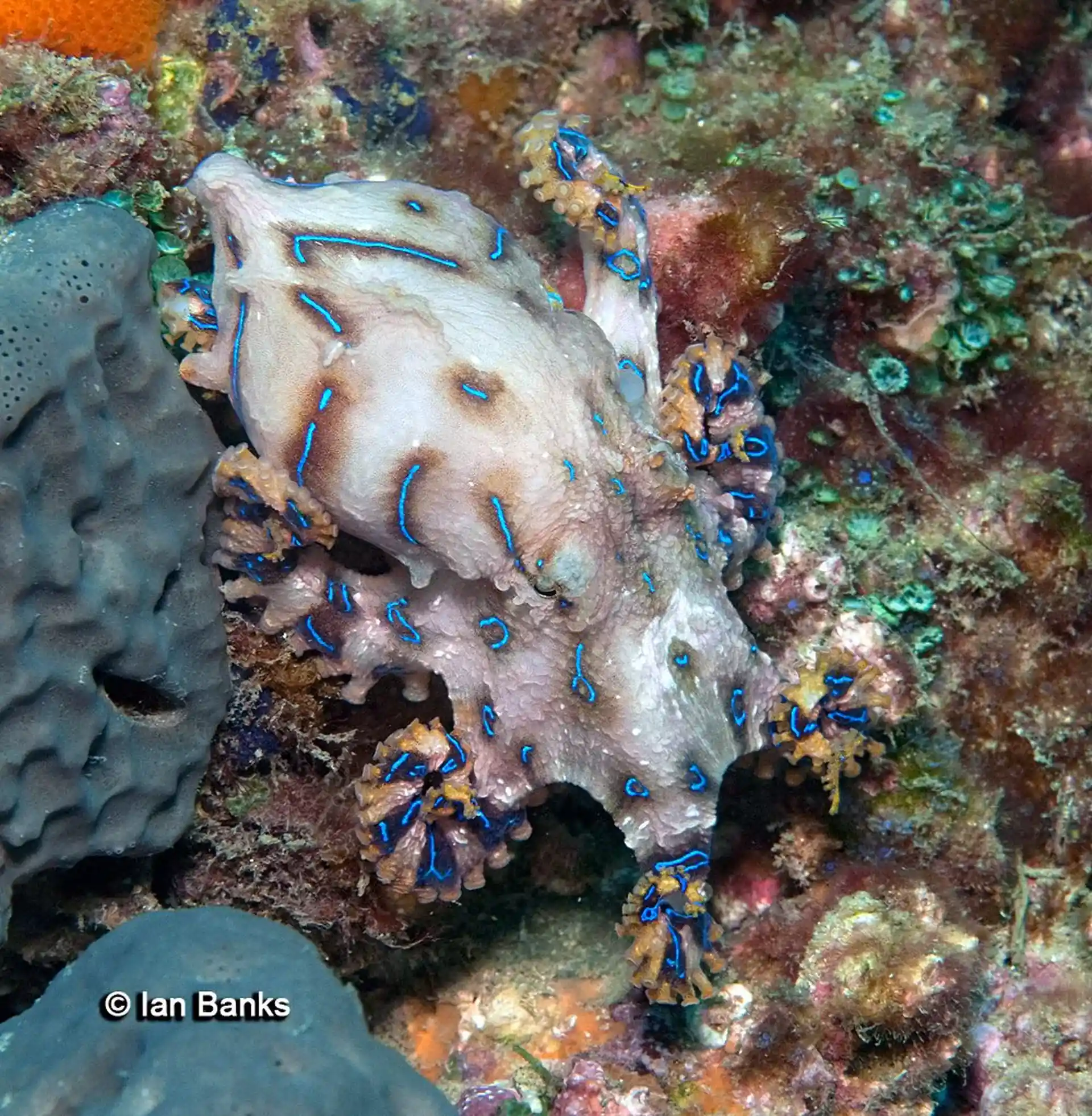 Foto del sitio de buceo