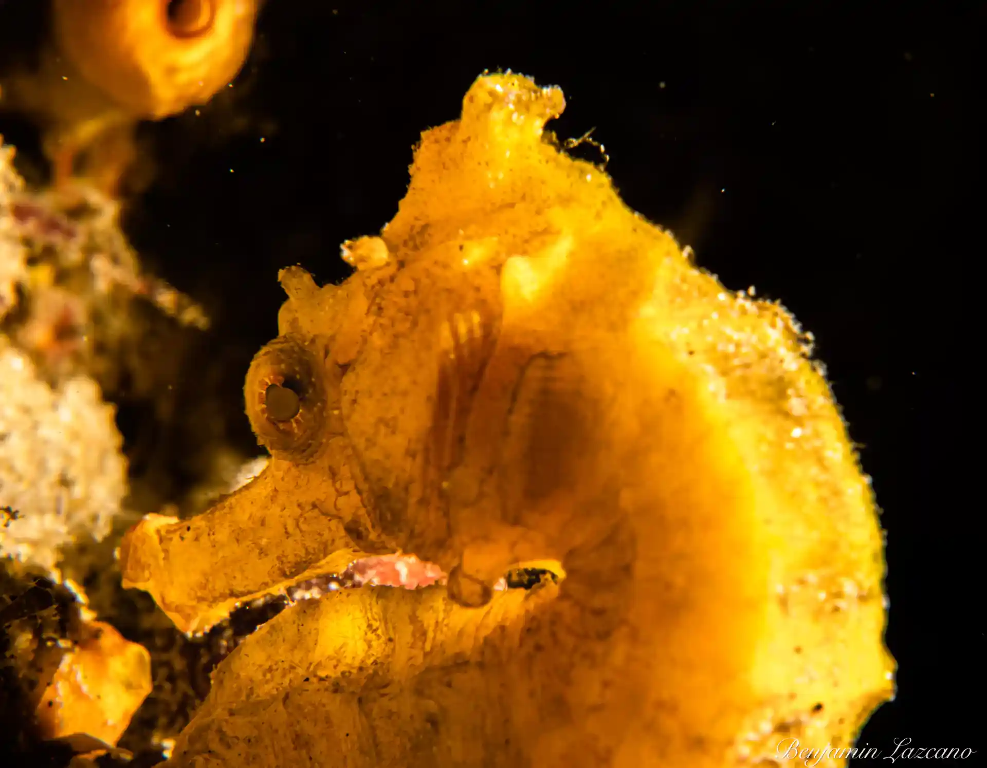 Common sea horse on a night dive