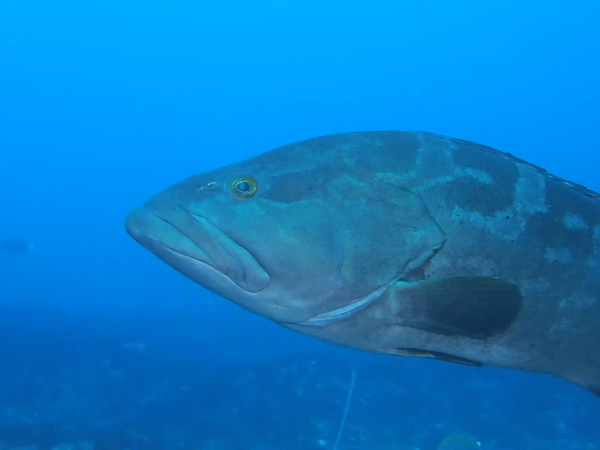 Photo du magasin de plongée
