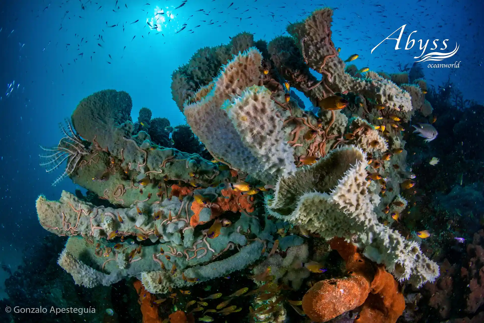 Toma solo fotos, deja solo burbujas