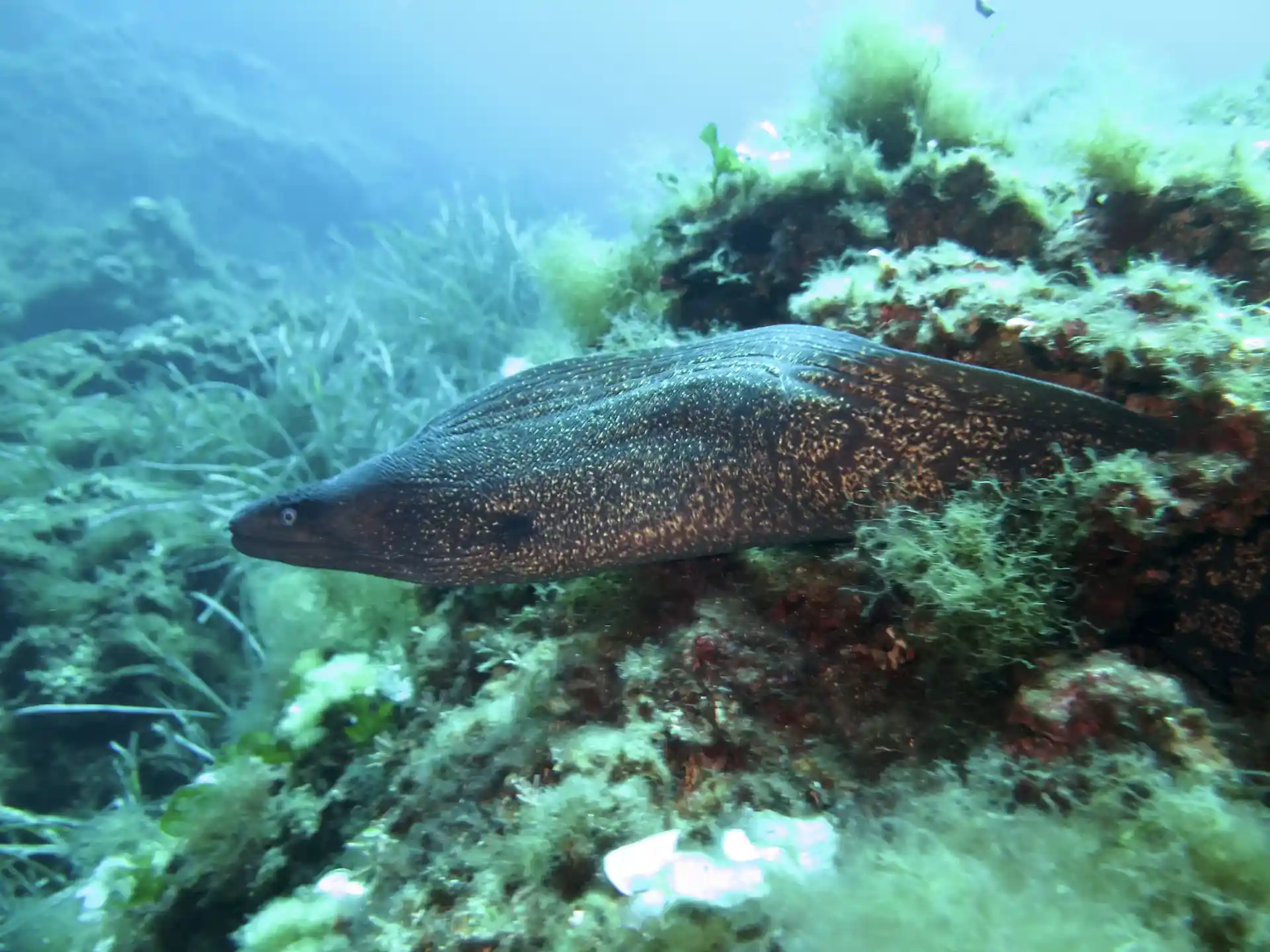 Muränen wurde am DSD-Tauchplatz gefunden