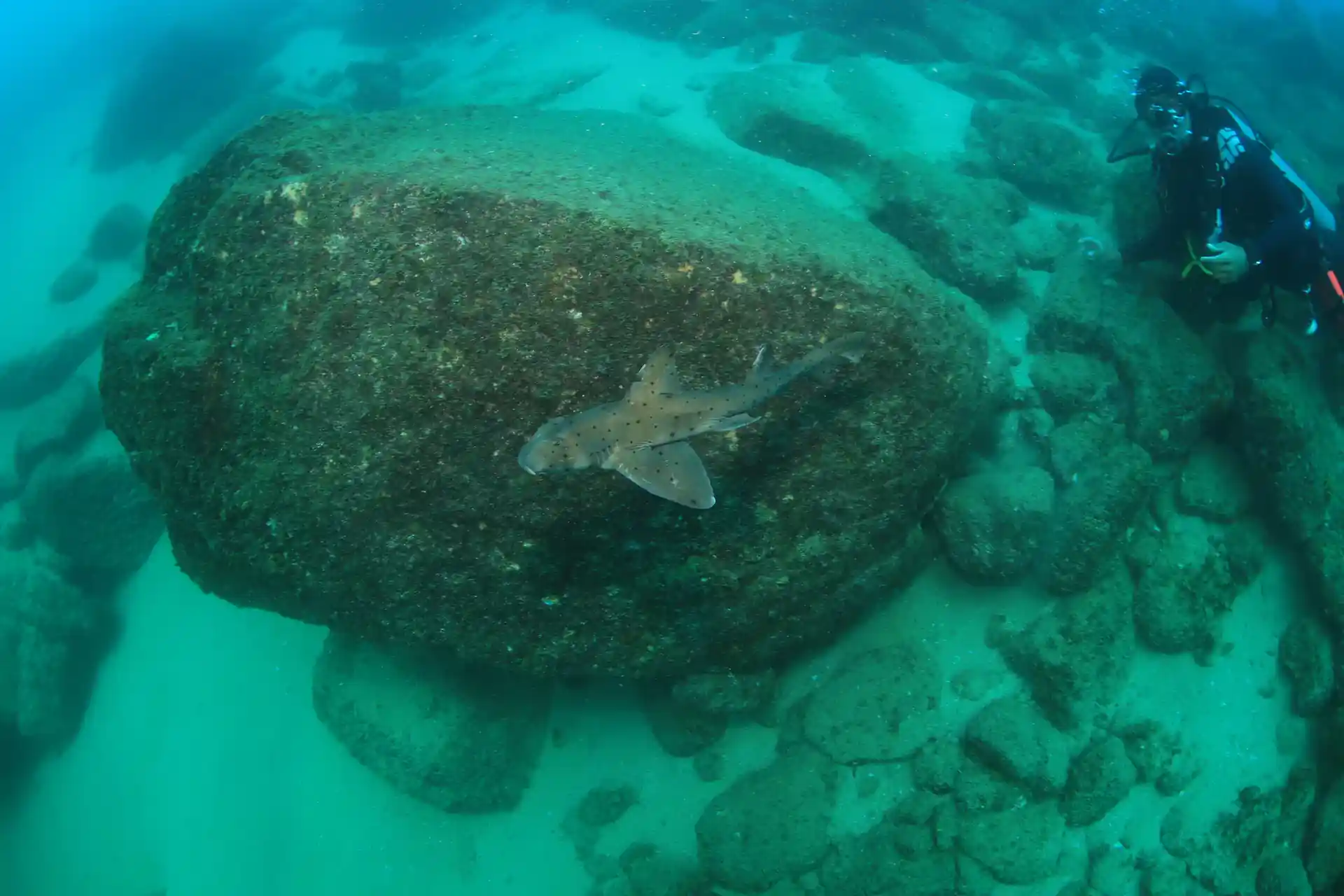 A horn shark on the local reef