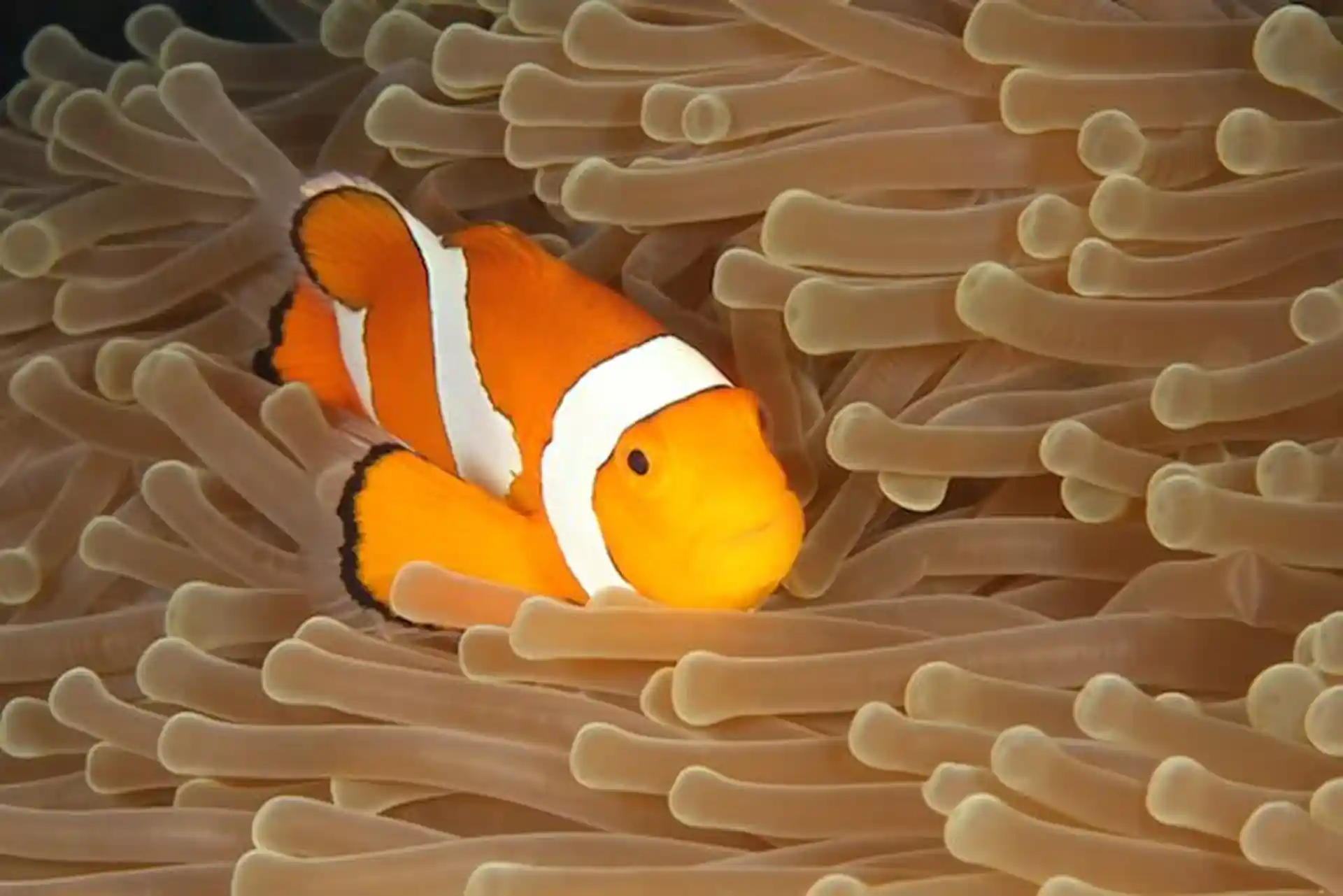 Dive shop photo