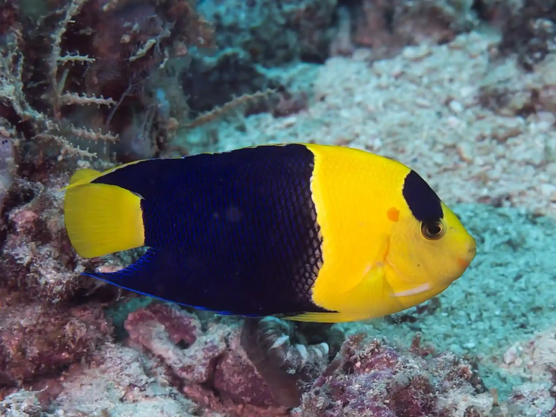 Dive site photo