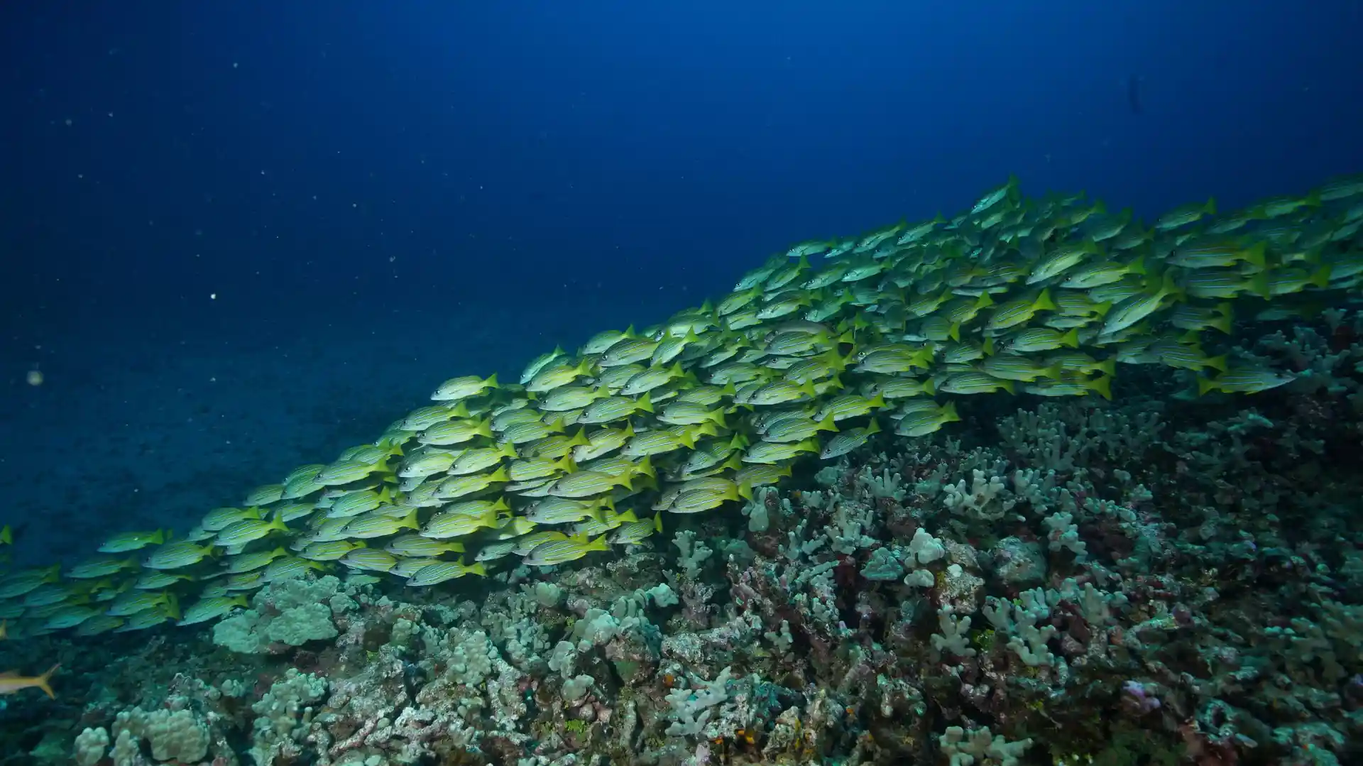 Foto del sitio de buceo
