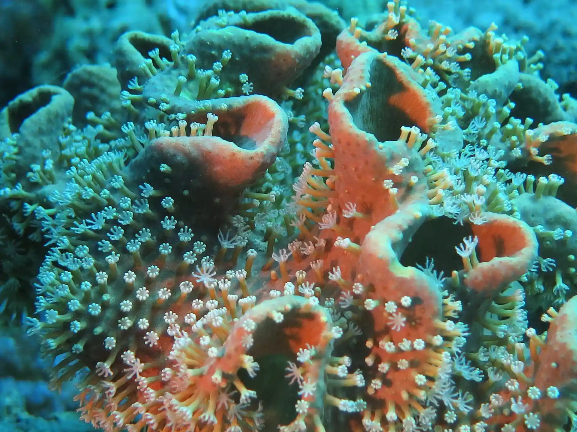 Dive site photo