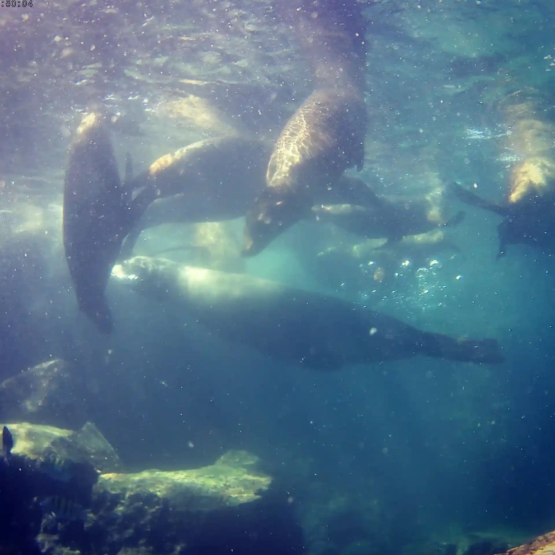 Enjoy lots of activity with the sea lion pups.