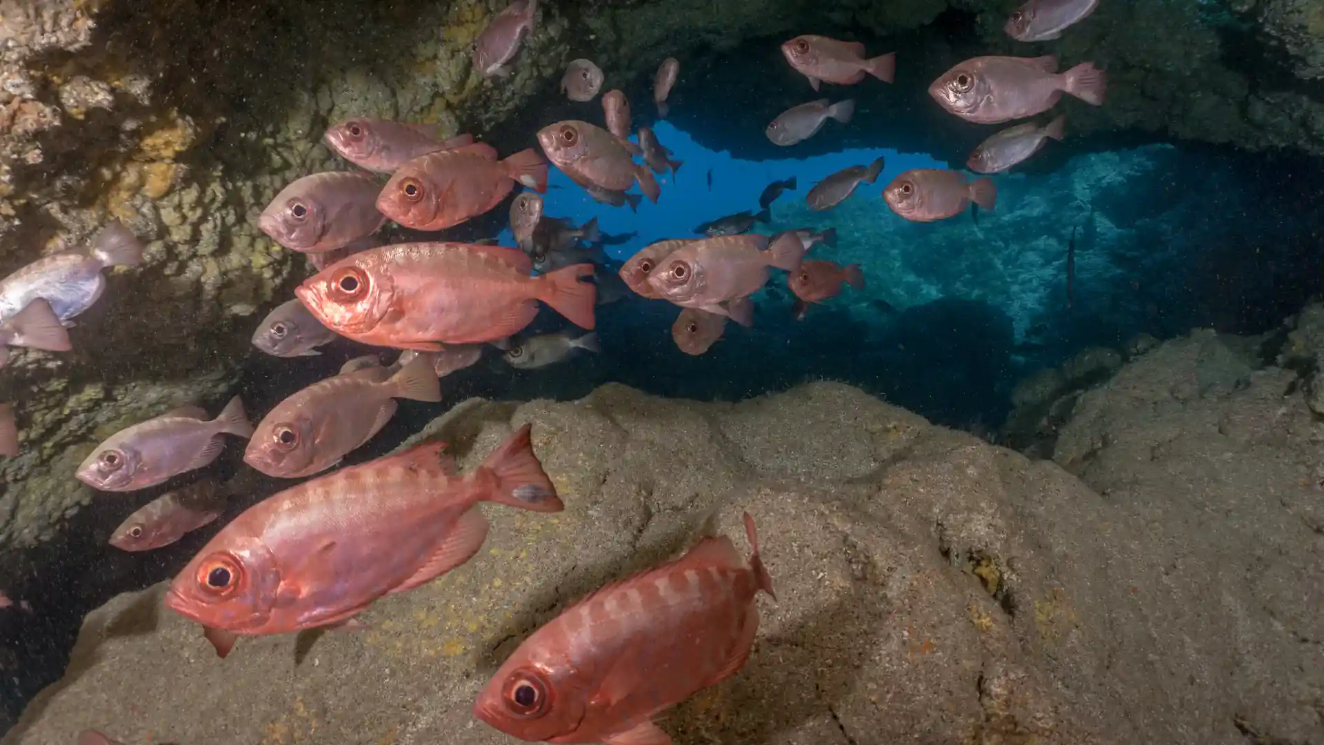 Glass-eye in Neptune's cave