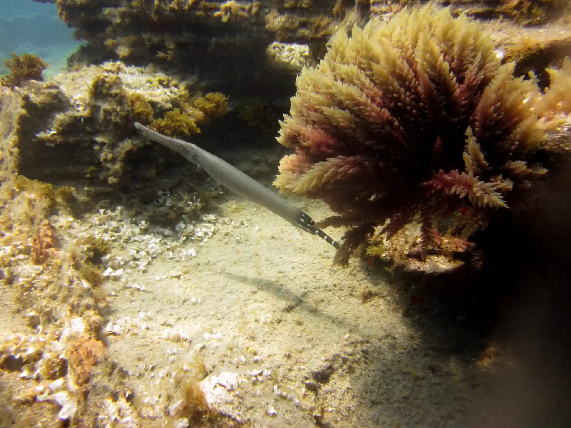 Dive site photo