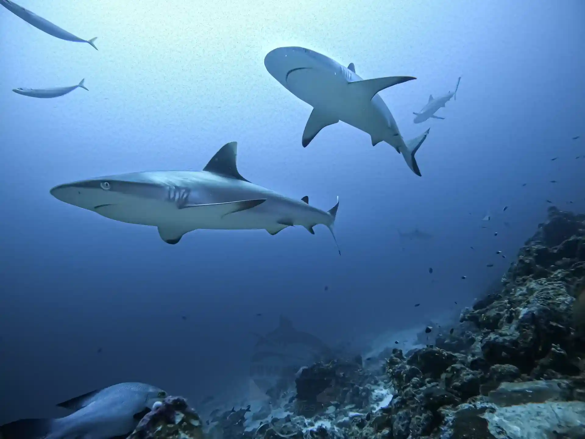 Dive site photo