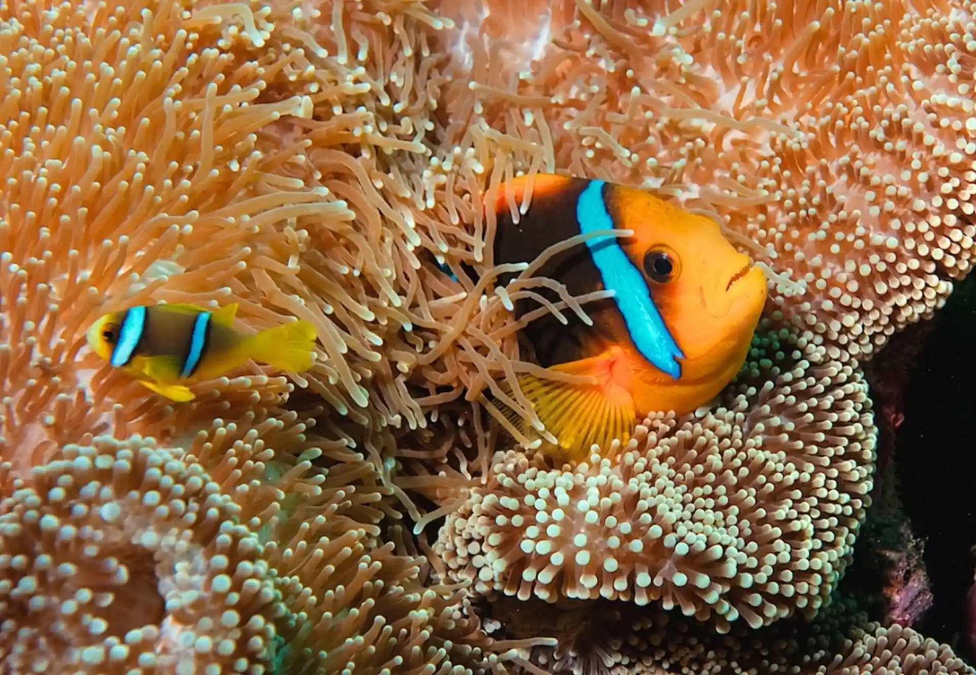Dive shop photo