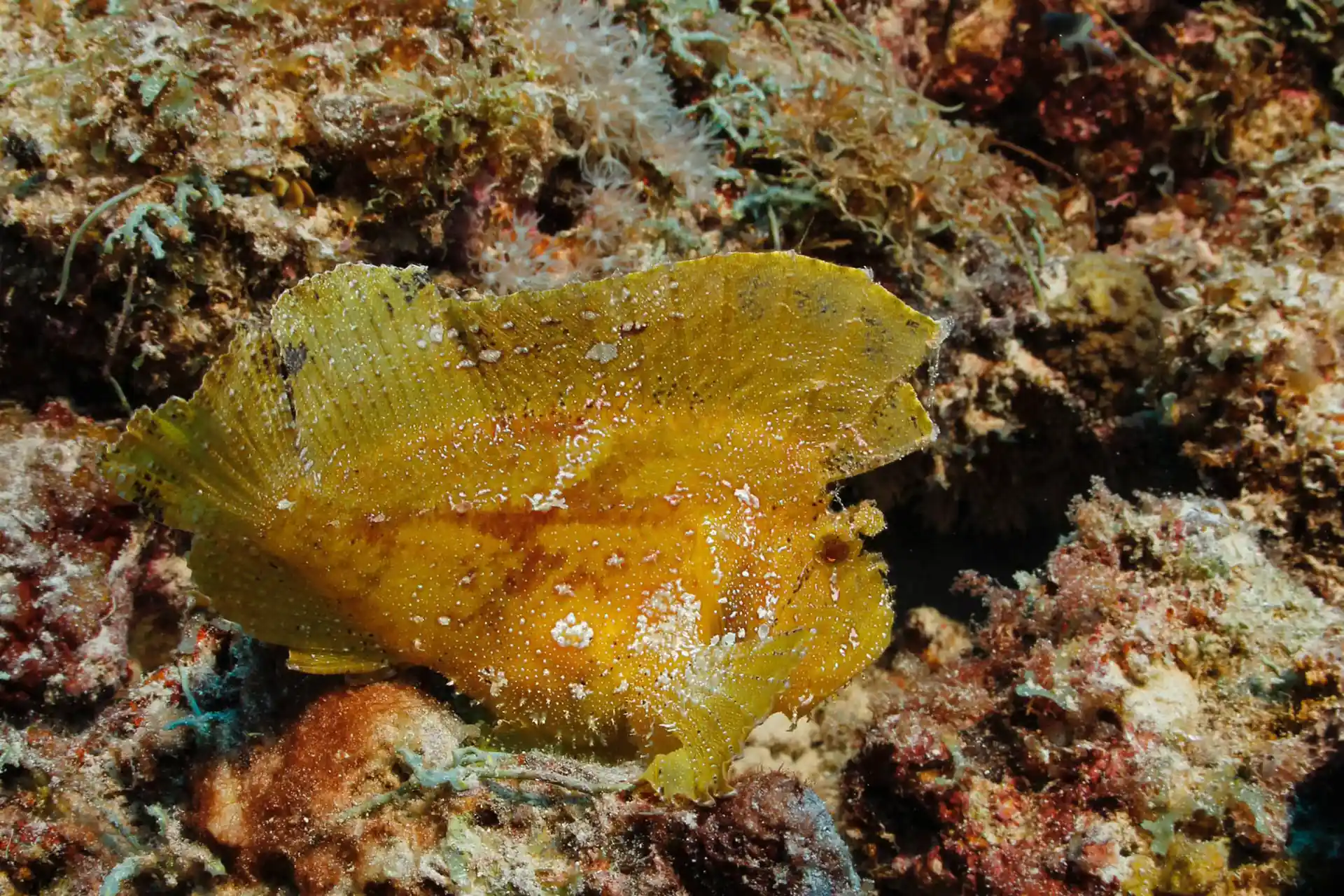Dive shop photo