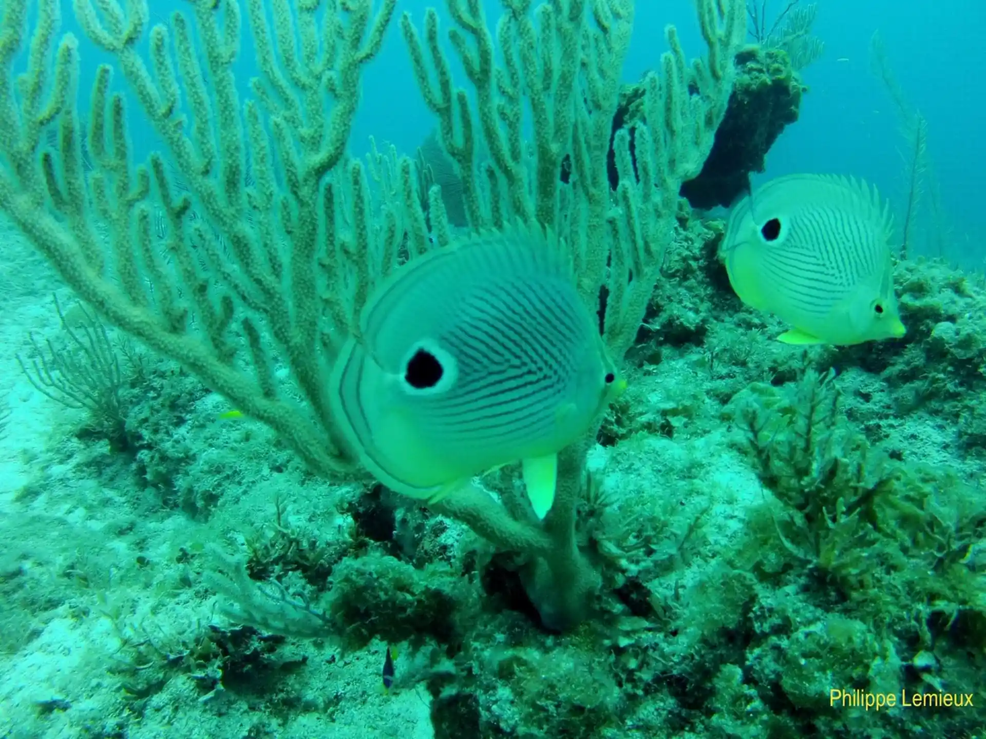 ダイビングサイトの写真