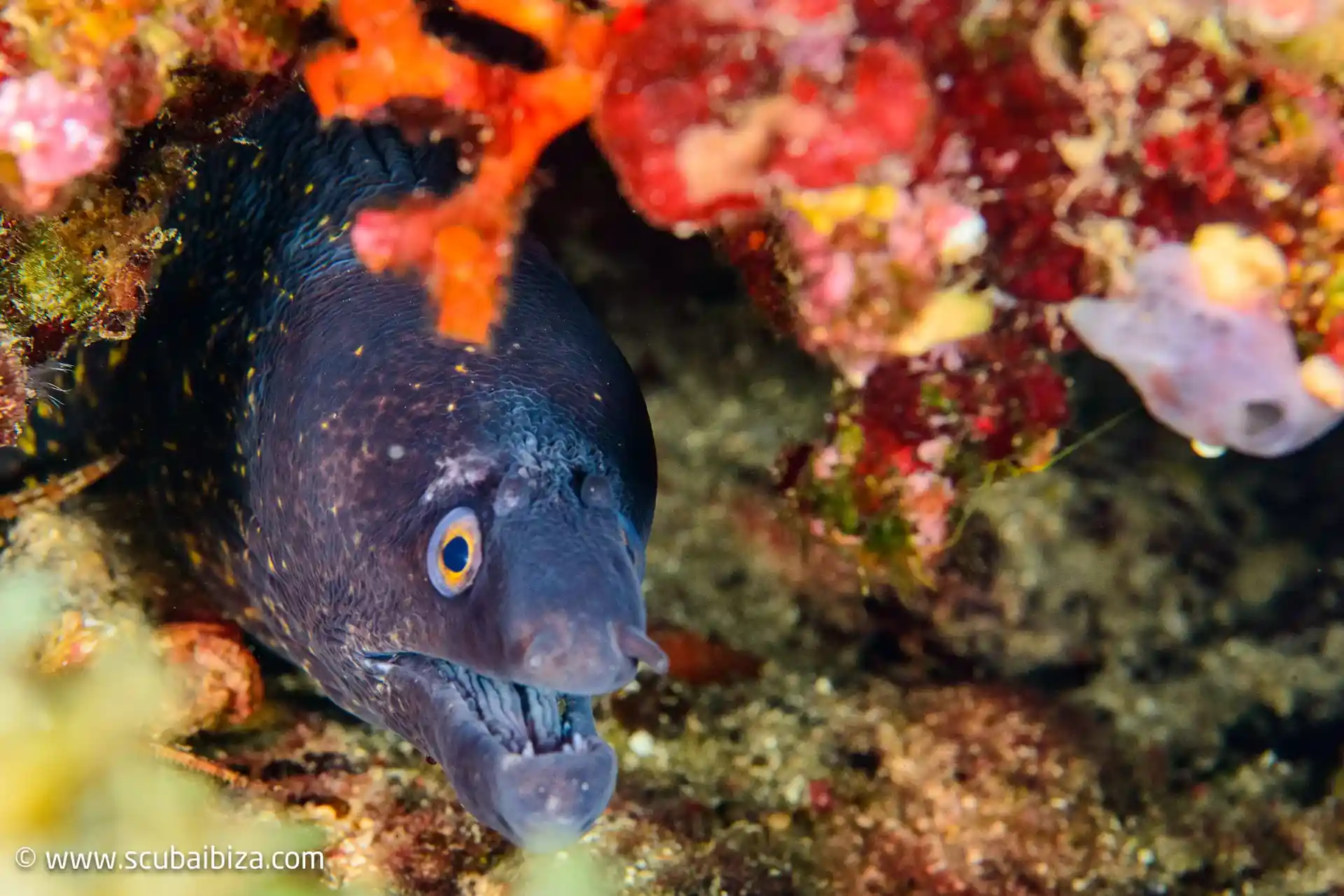 Dive site photo