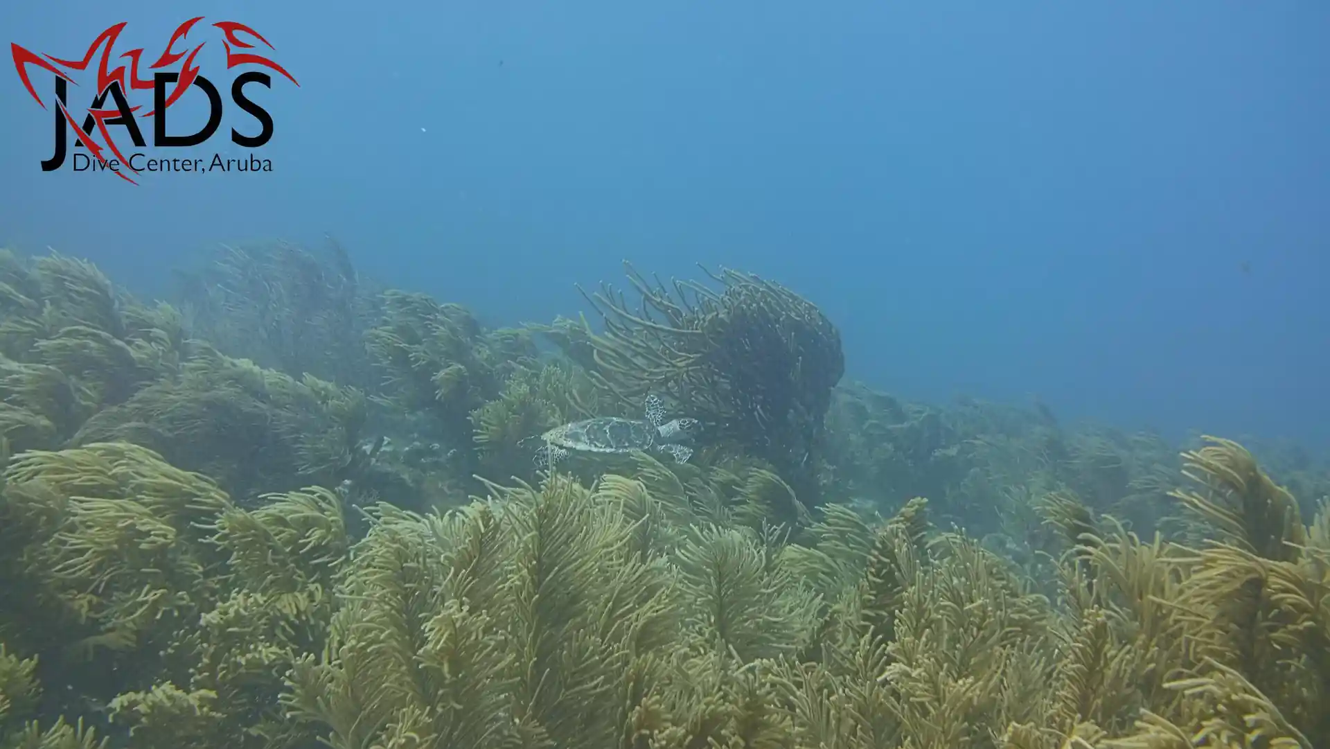 Photo du site de plongée