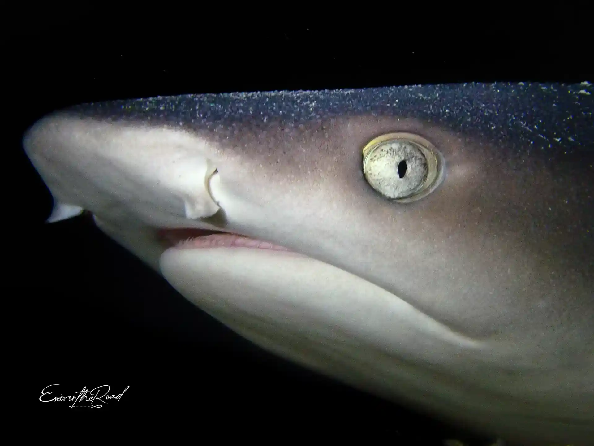 Dive shop photo