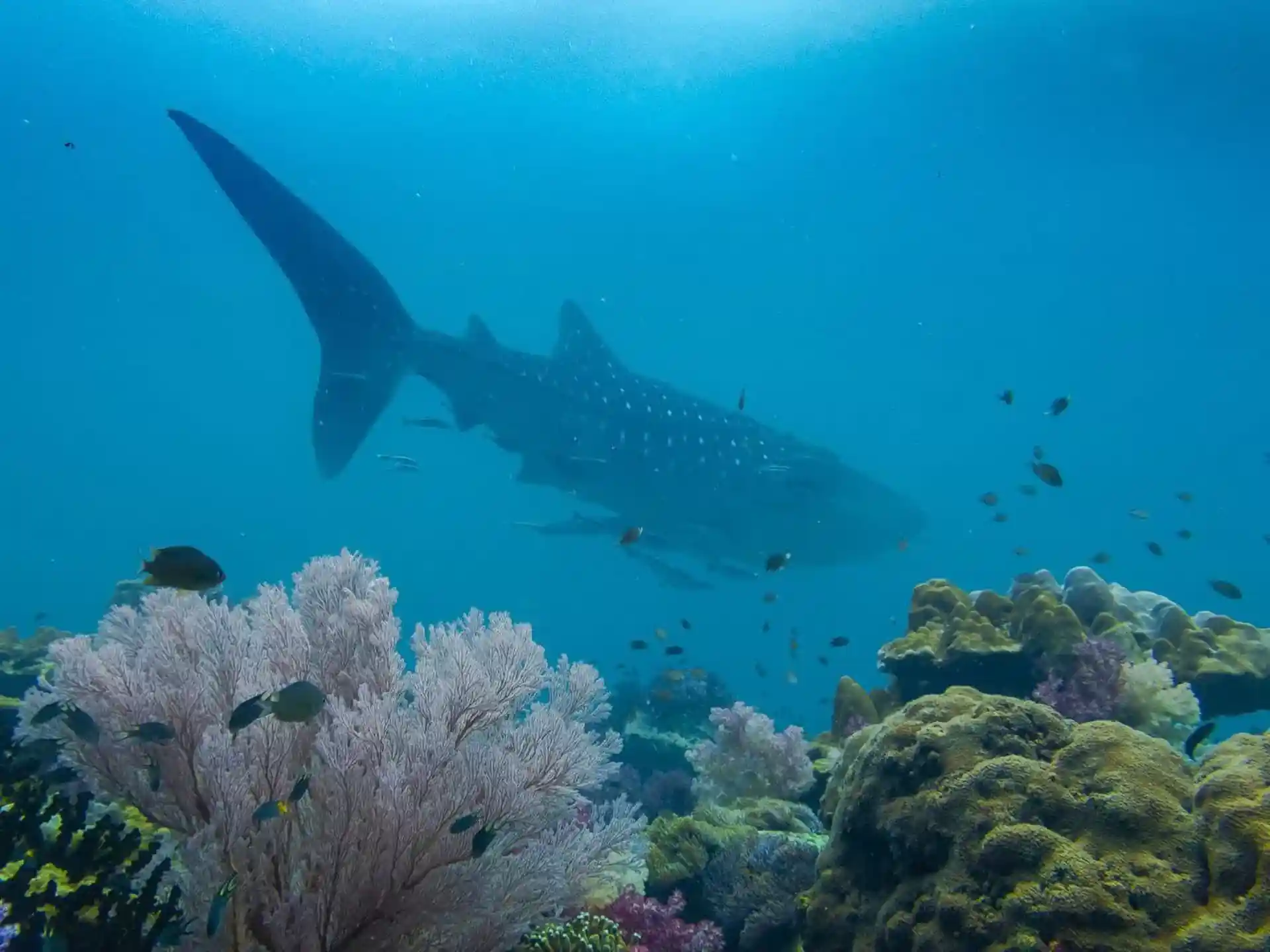 다이빙 포인트 사진