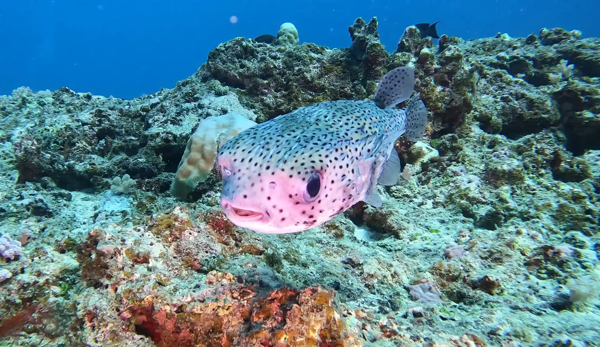 Cute Pufferfish at 22 metres on Lost anchor