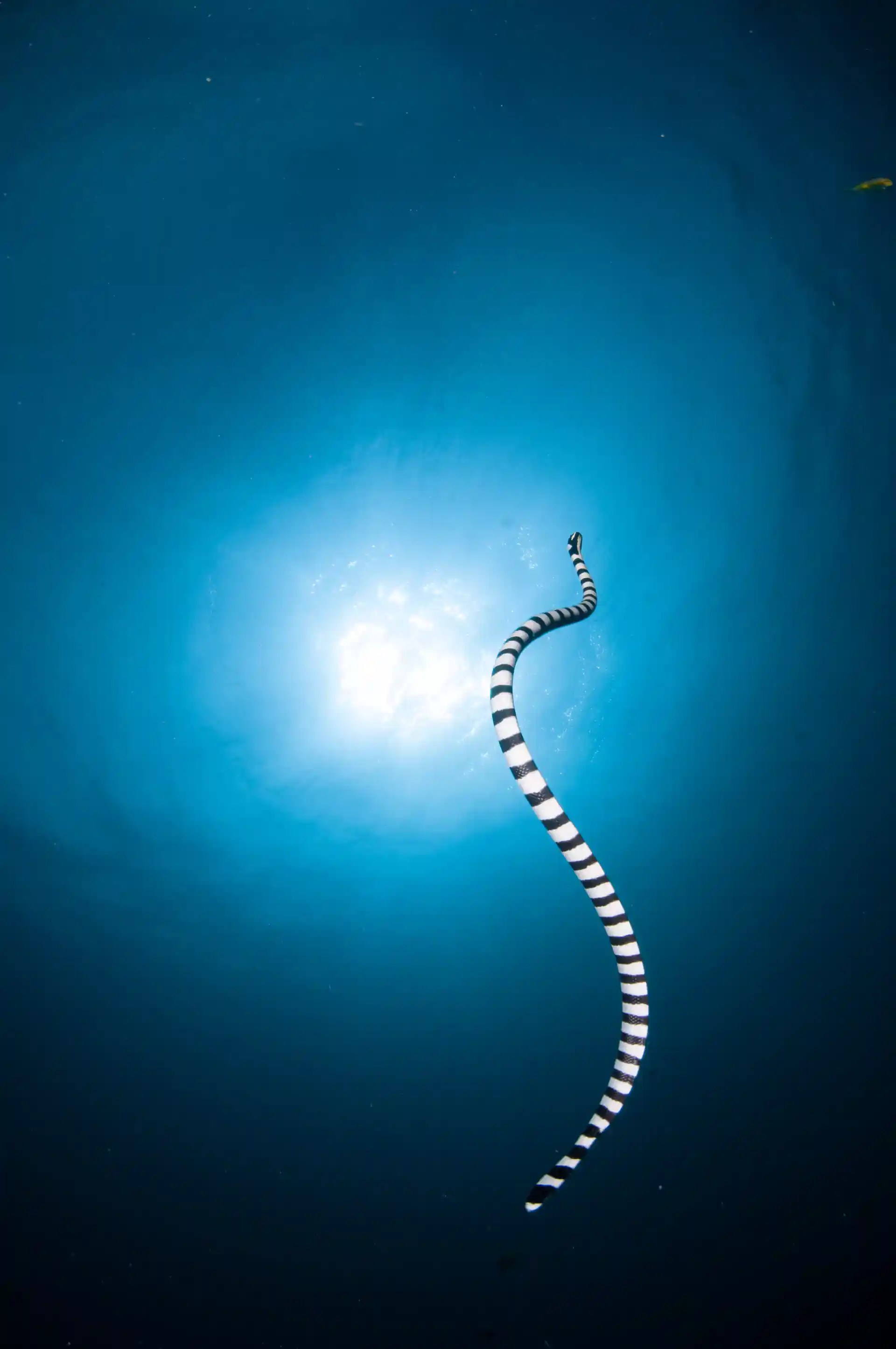 Quiet dive sites!