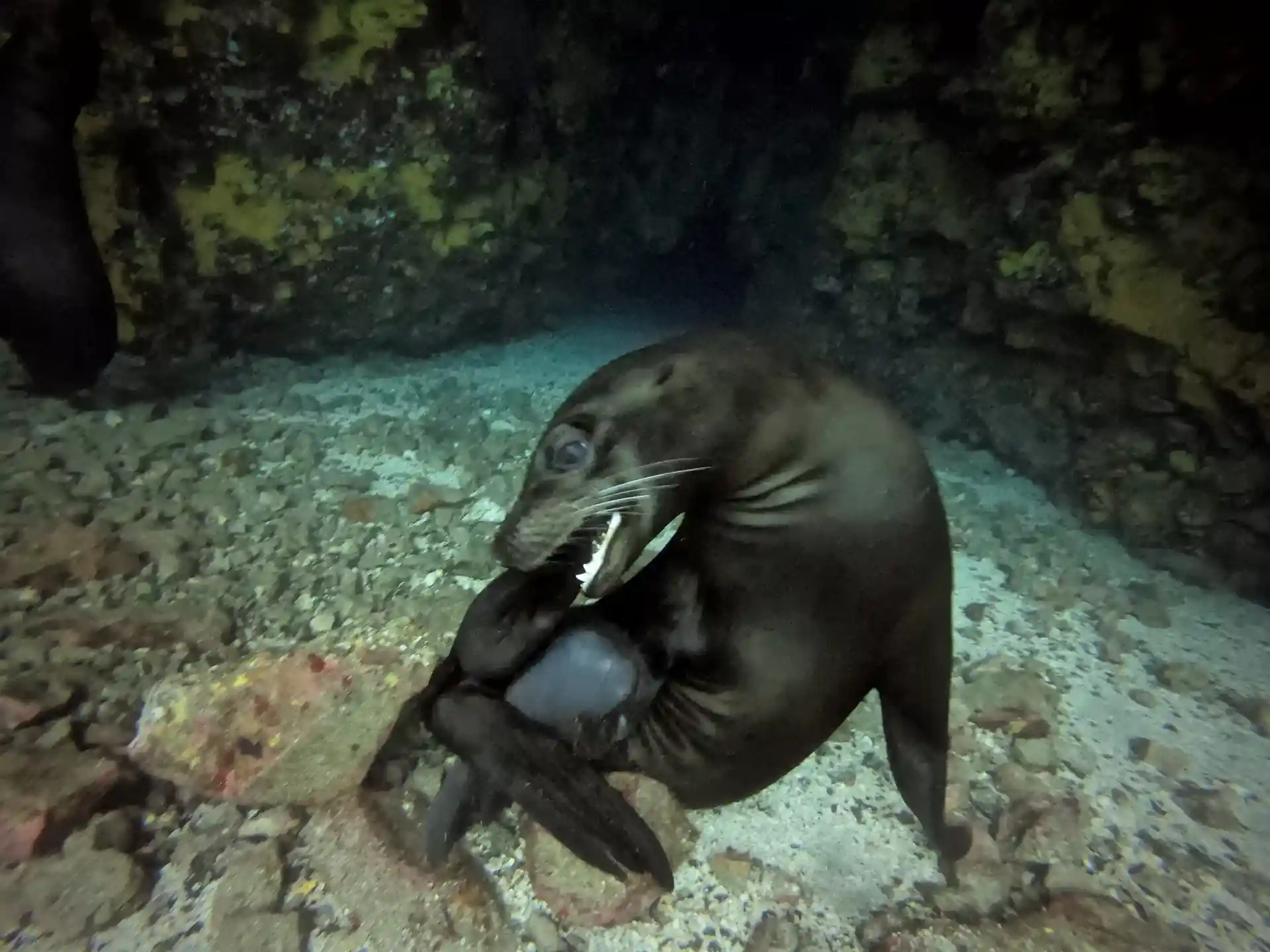 Joins us and let's s explore together the wonders of the Galapagos islands