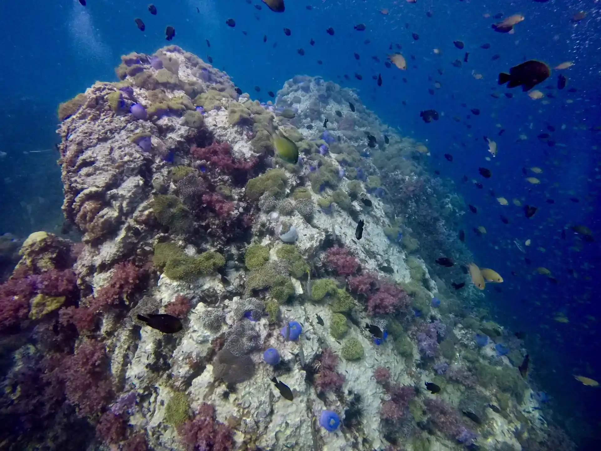 ダイビングサイトの写真