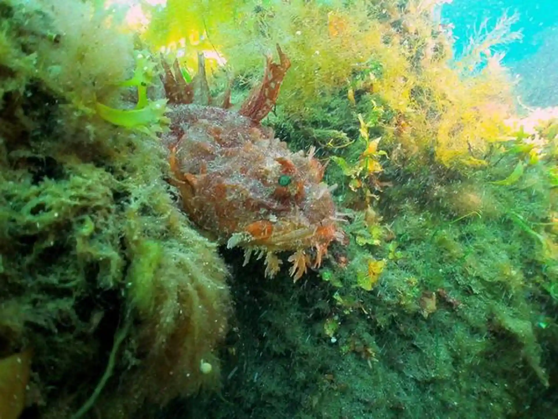 Sea raven