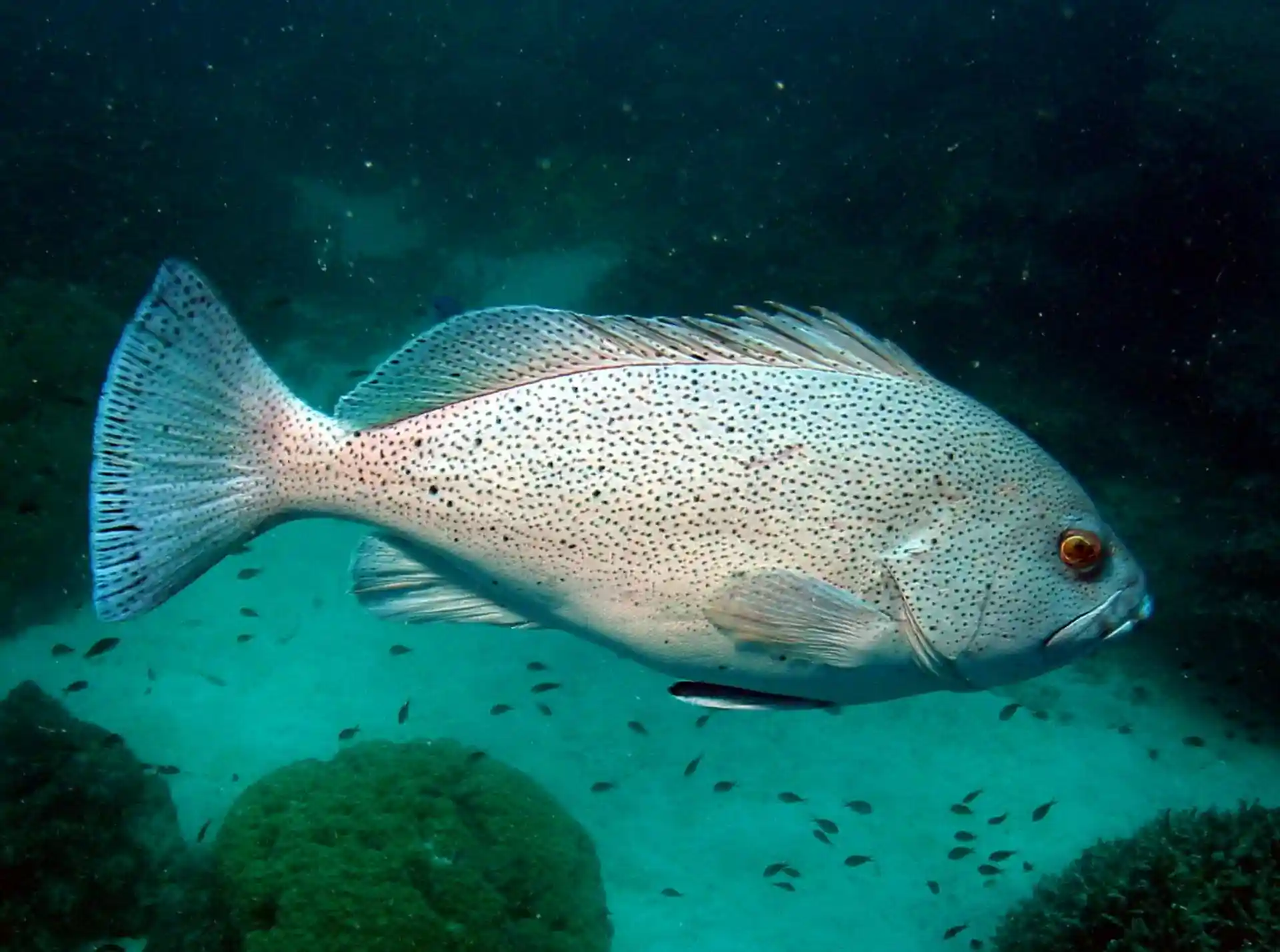 Dive site photo