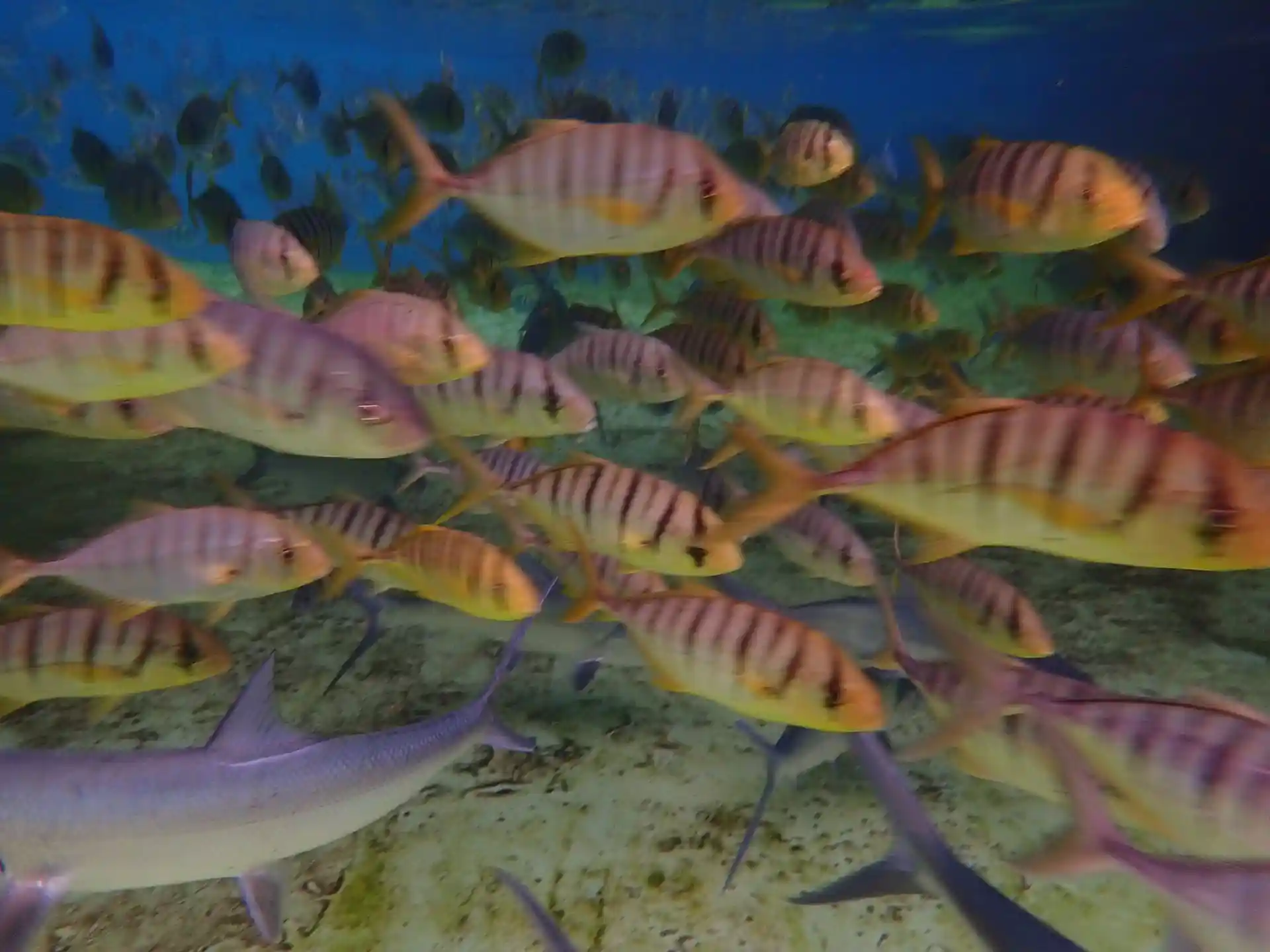 Dive site photo