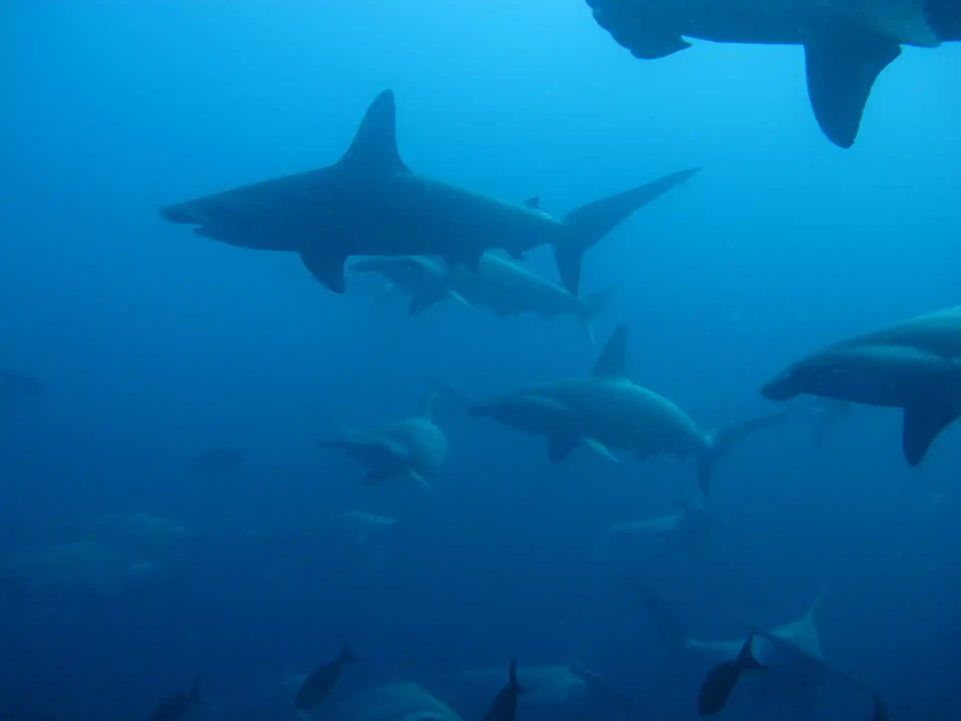 Scalloped Hammerheads