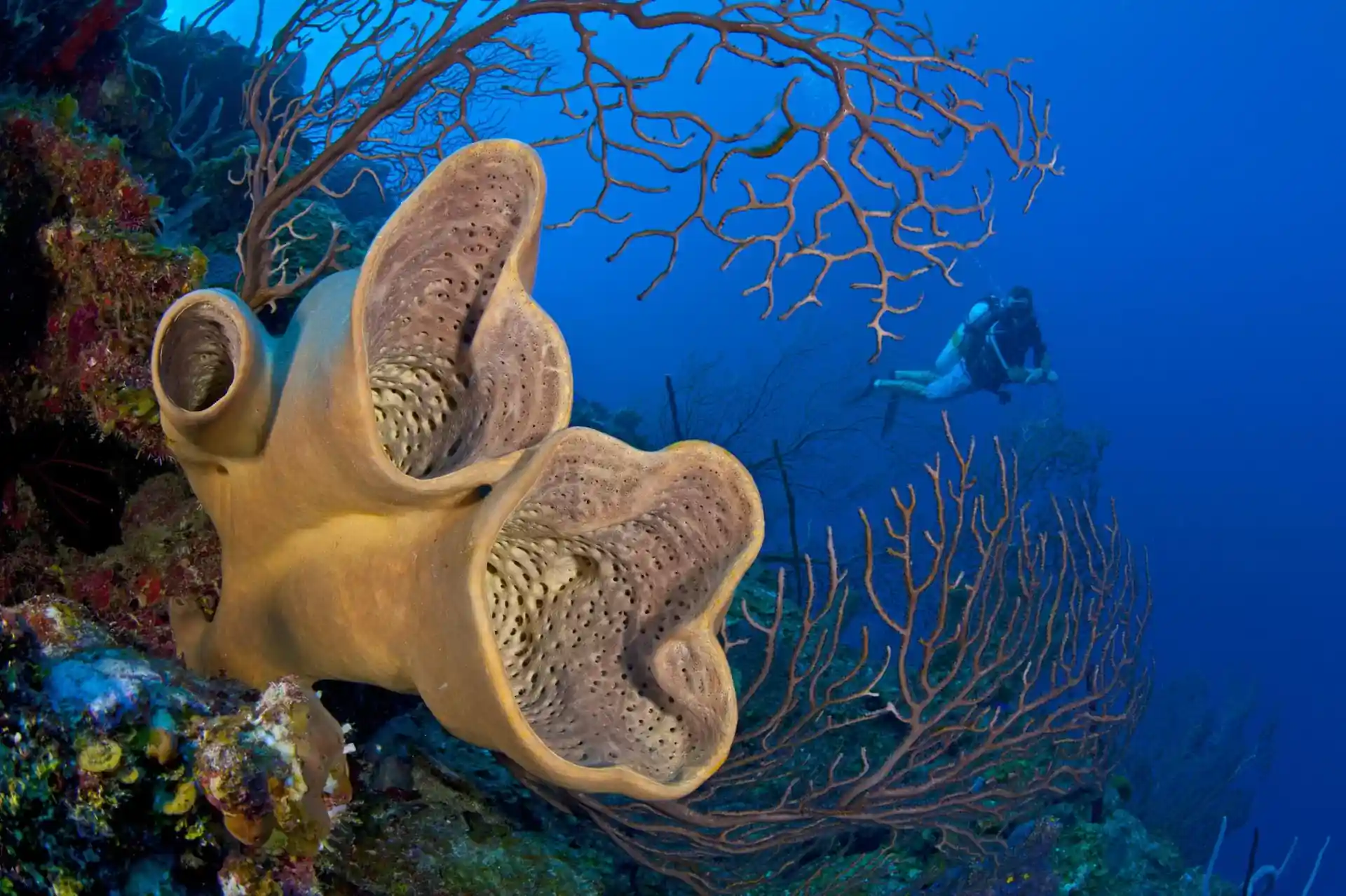 Dive site photo