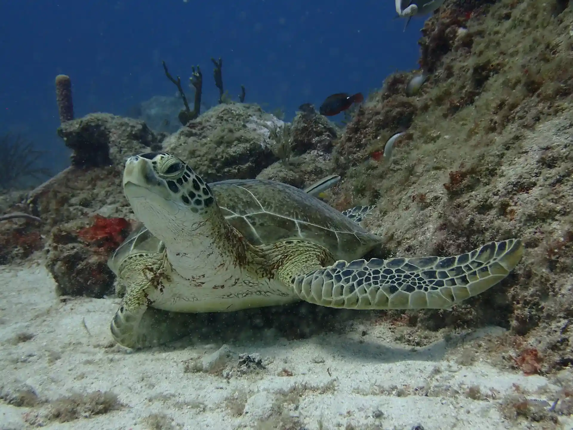 ダイビングサイトの写真