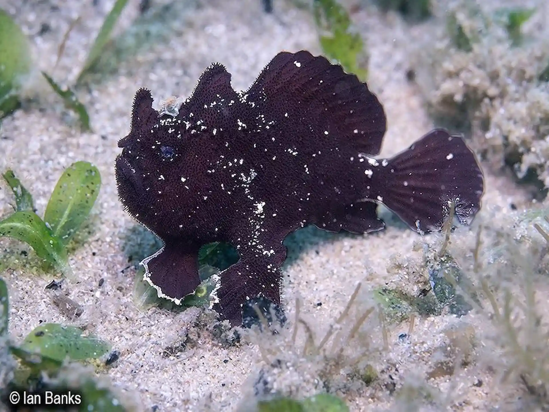 Dive site photo
