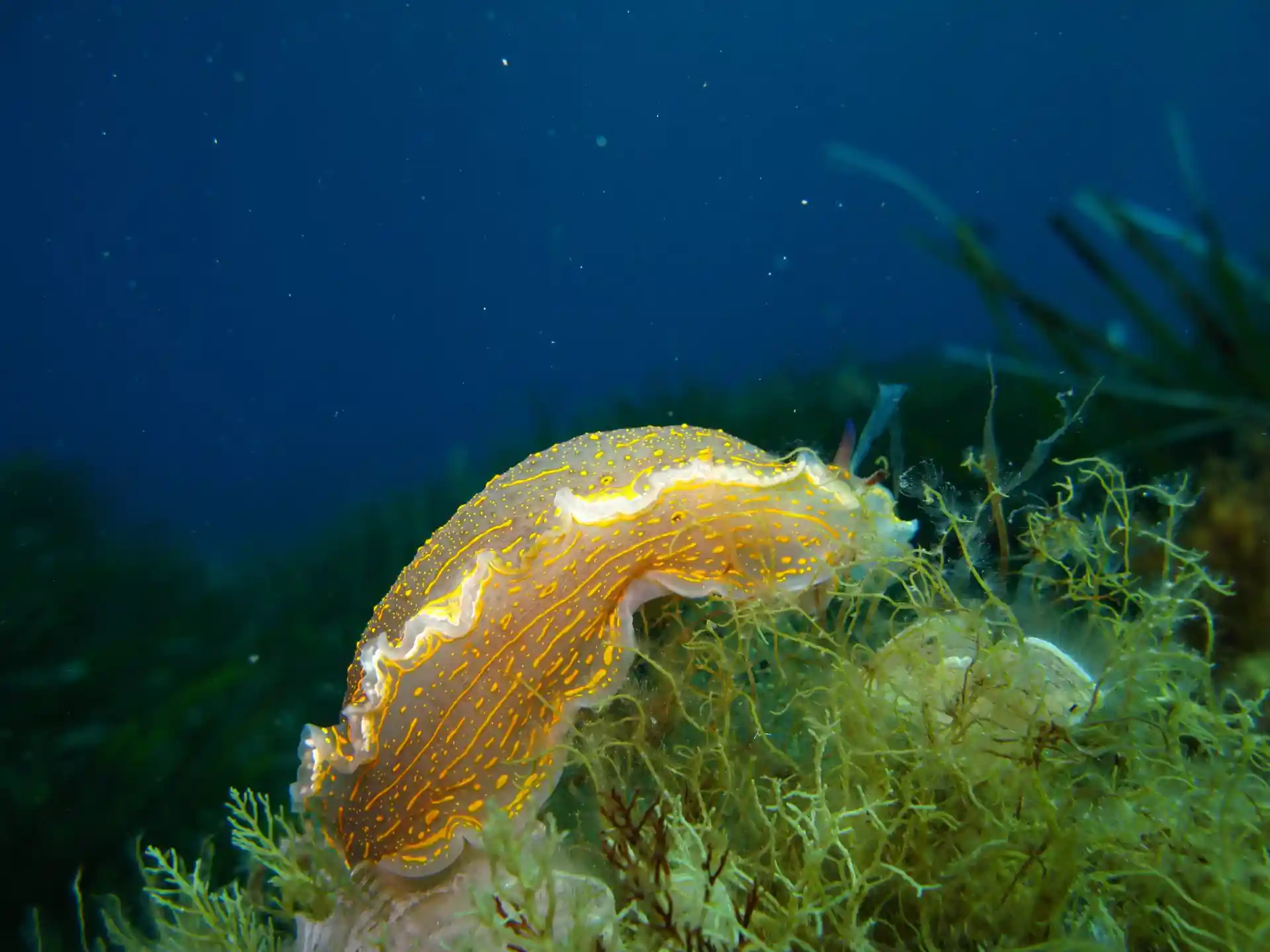 Dive site photo