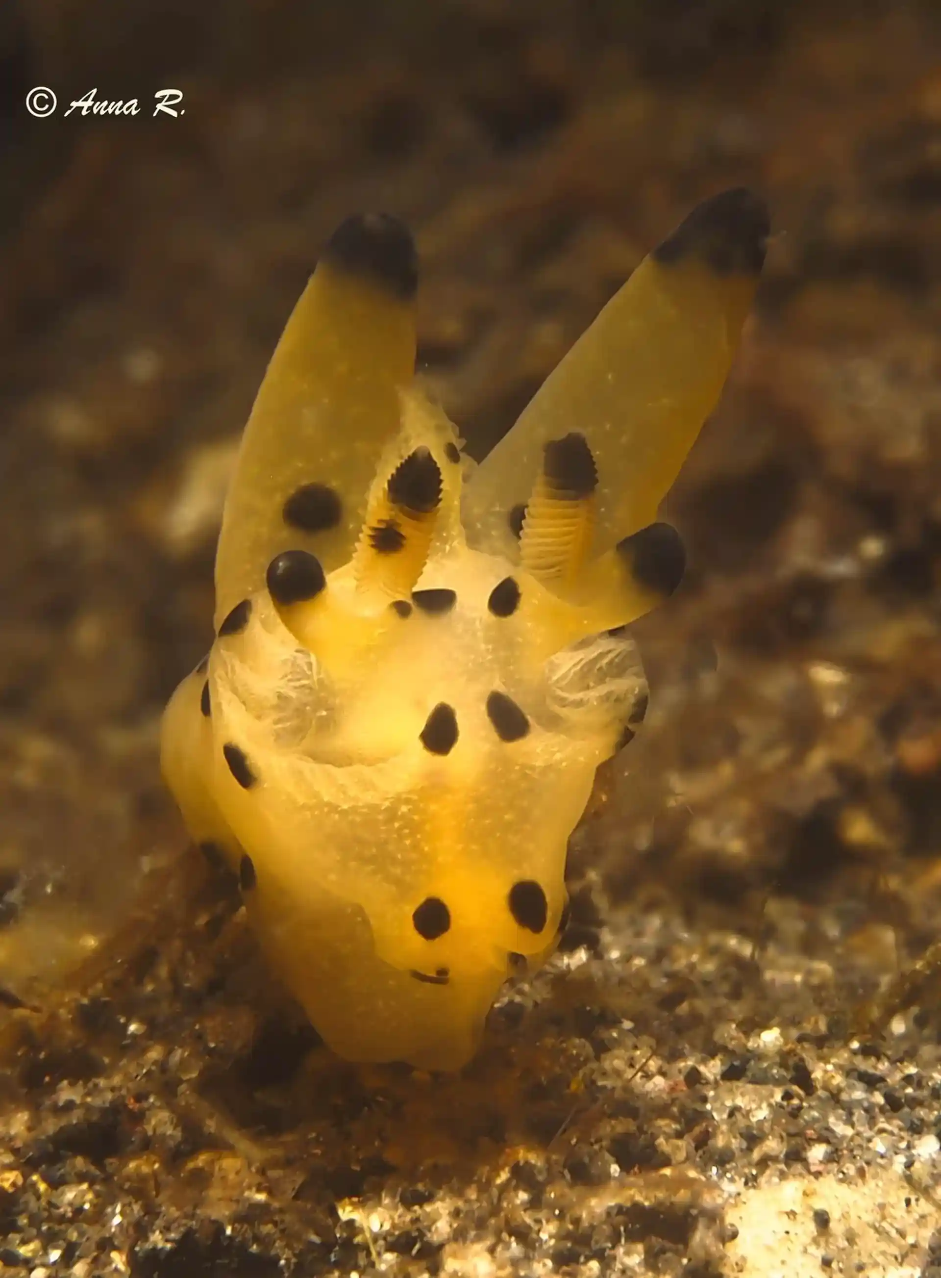 Photo de l'activité