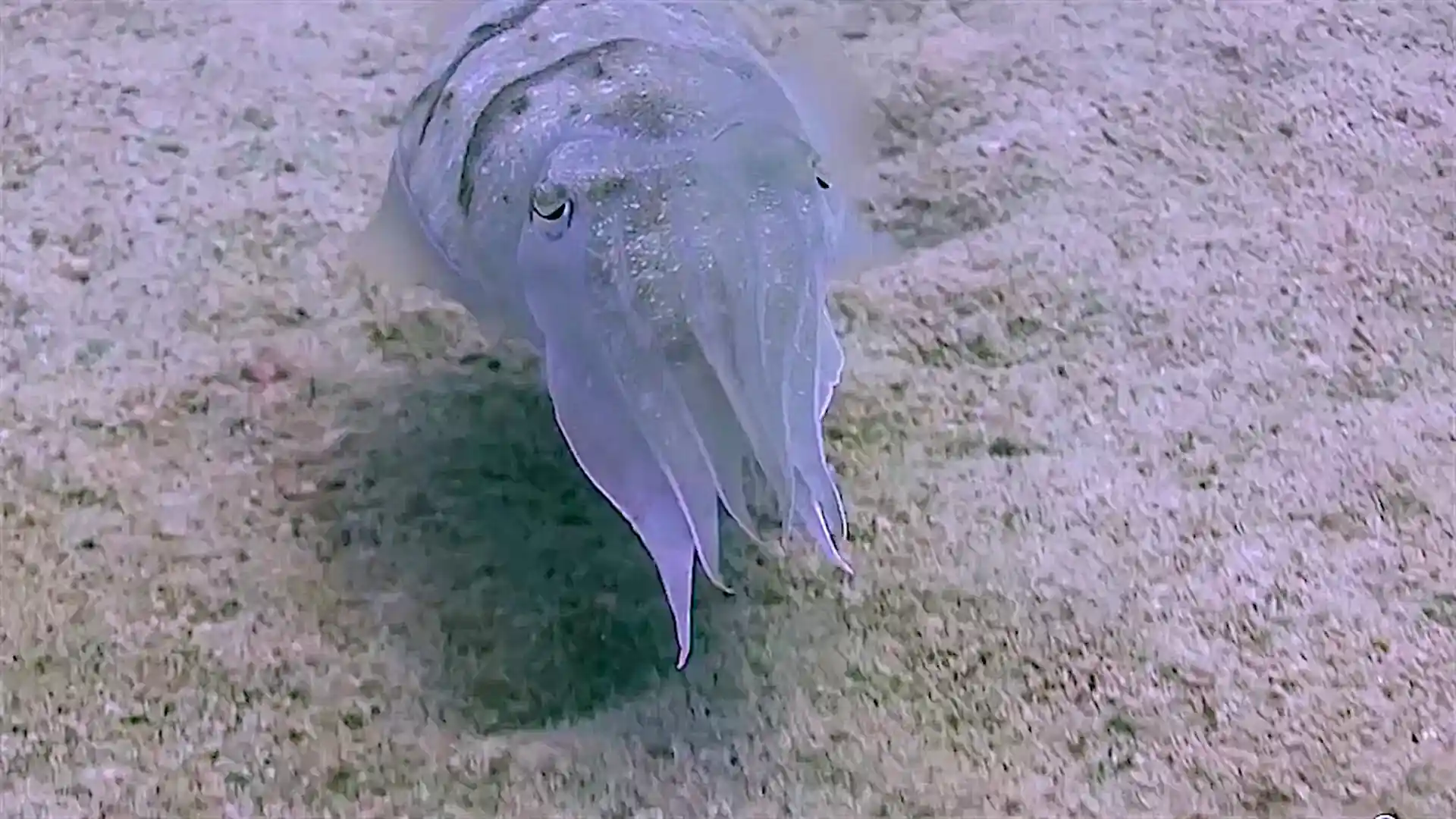 Photo du site de plongée