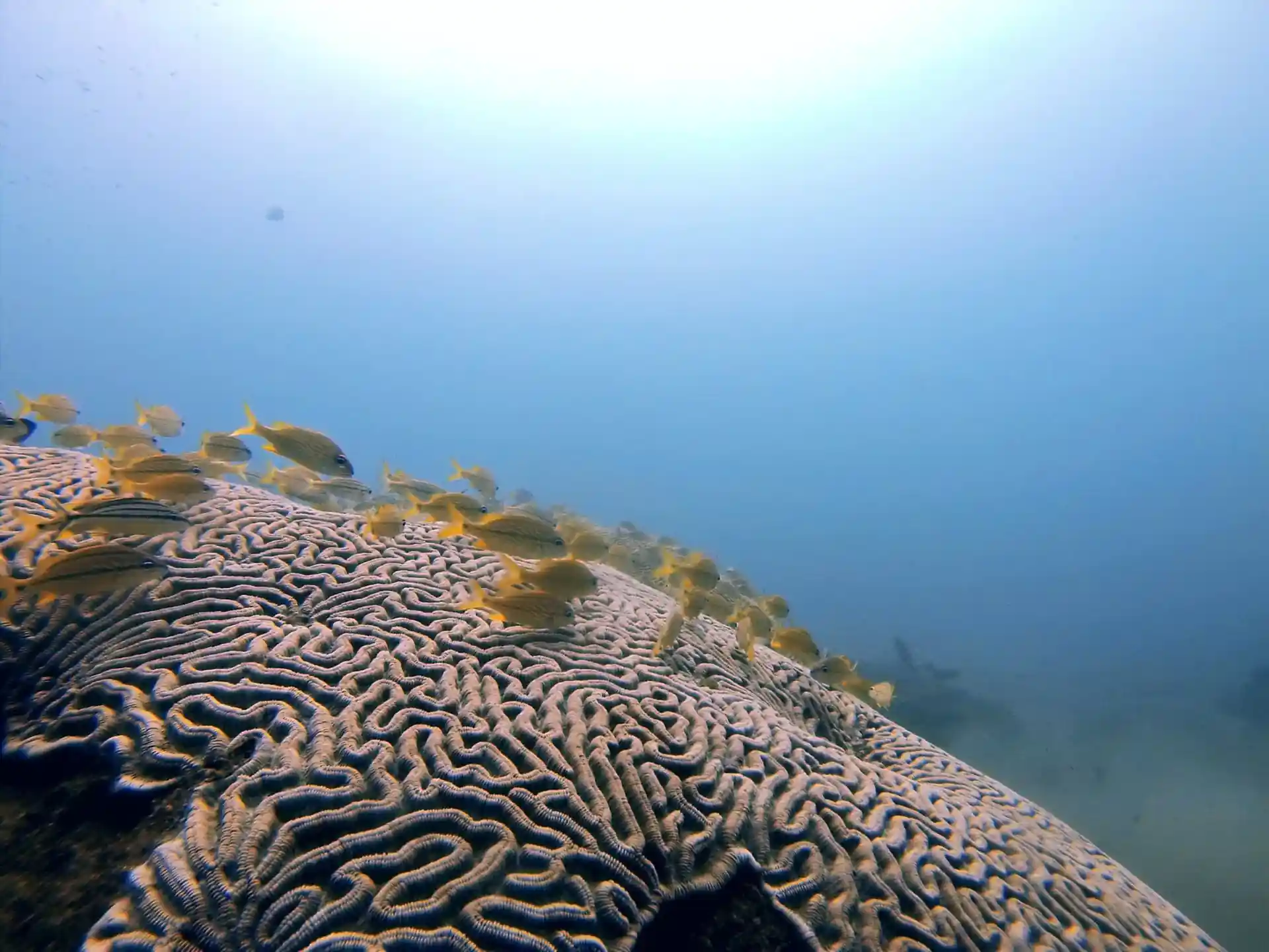 ダイビングサイトの写真