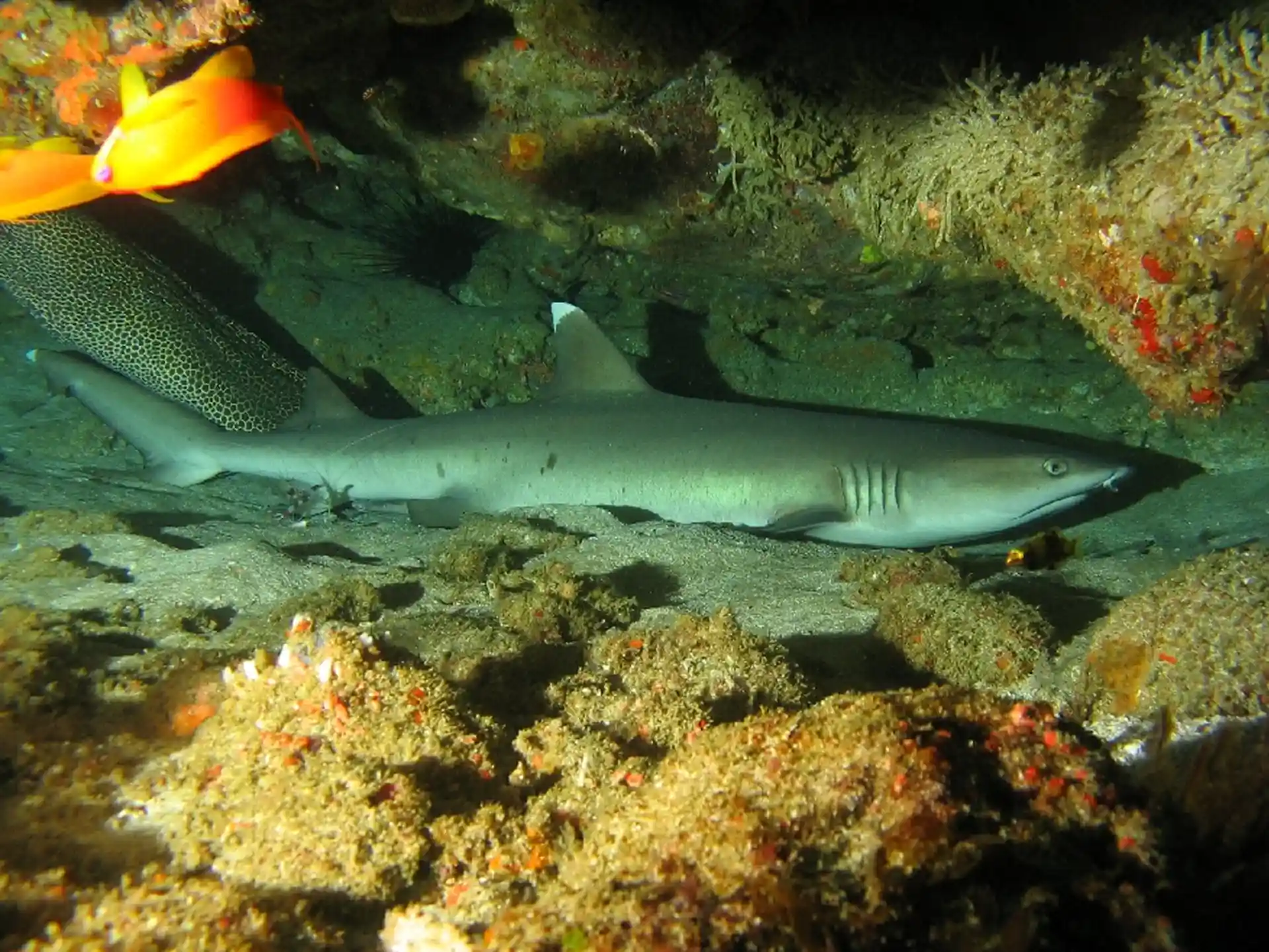 Dive site photo