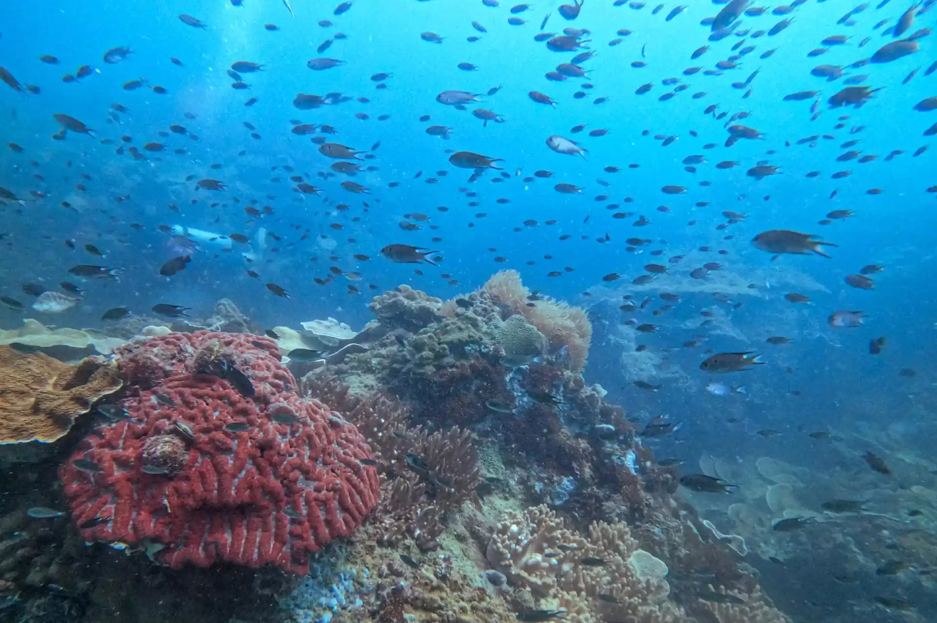 Dive site photo