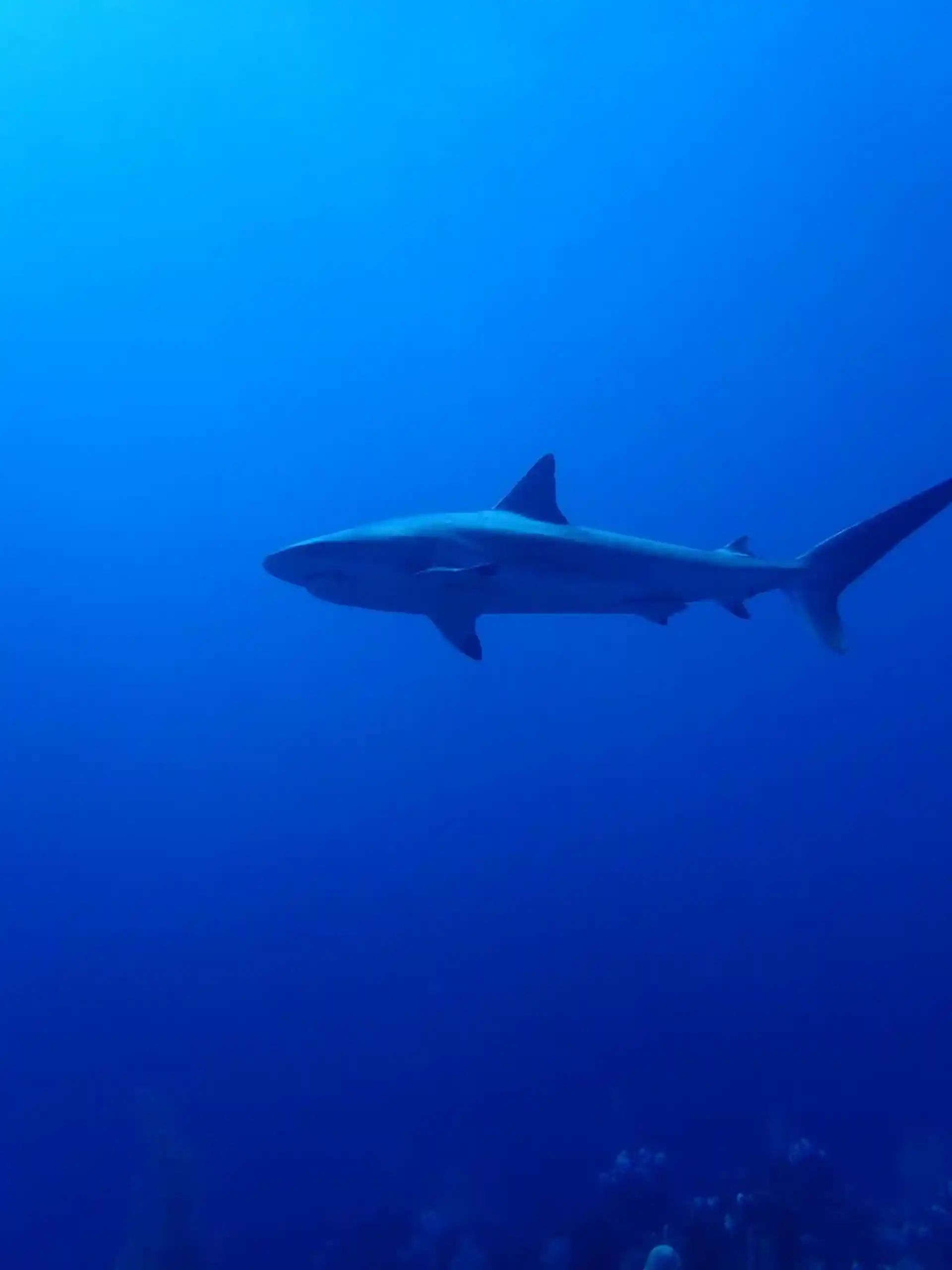 Dive shop photo