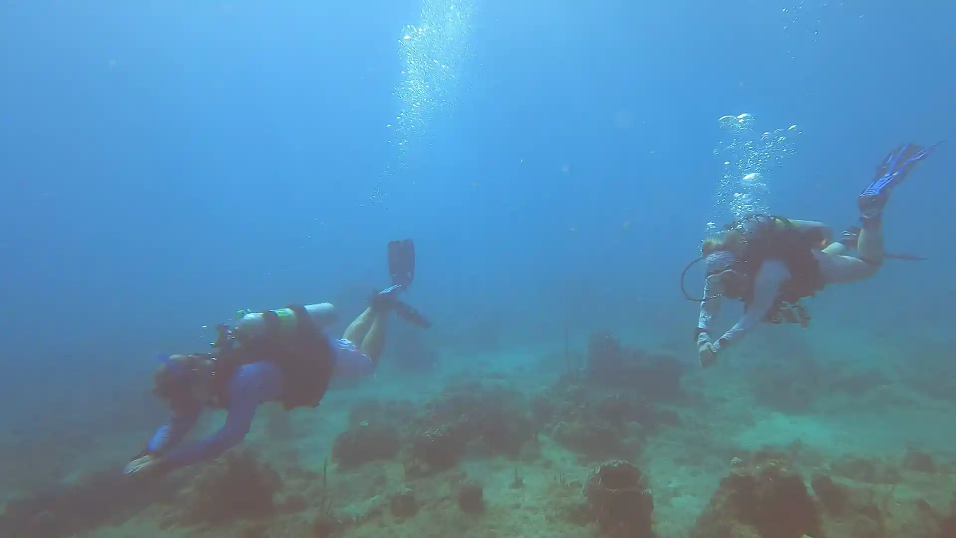 Two Divers looking for turtles