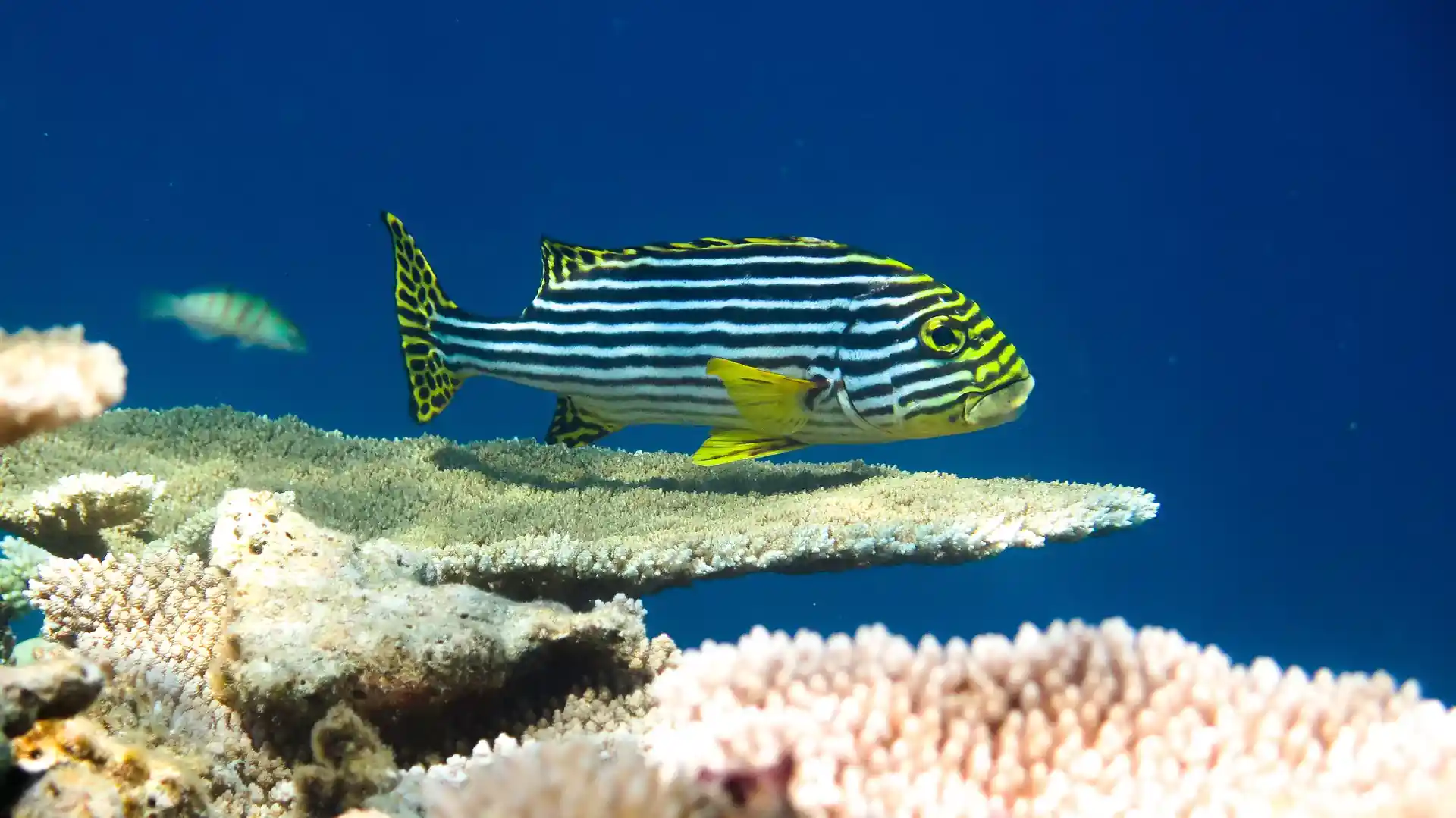 Dive site photo