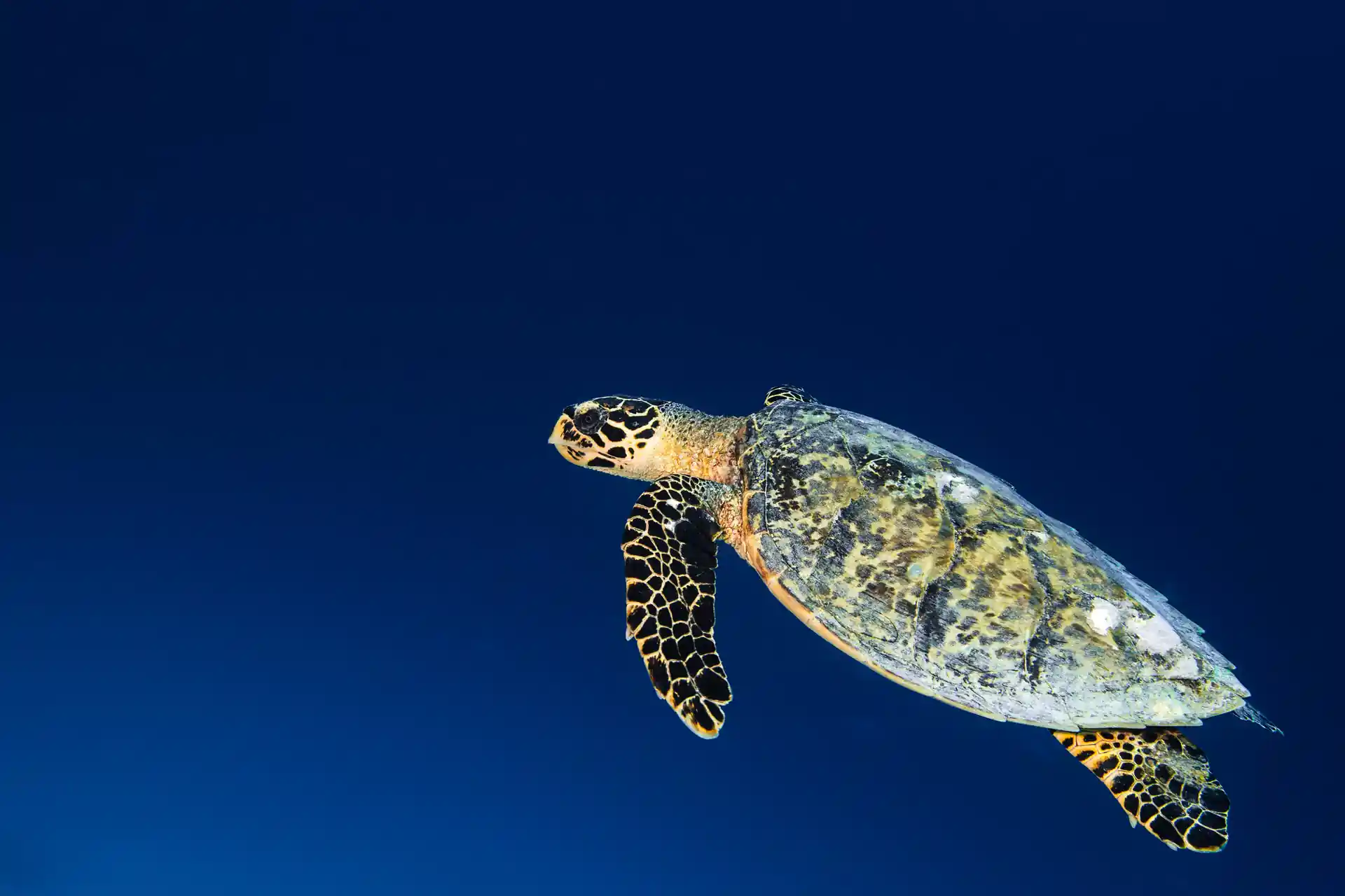 Dive shop photo