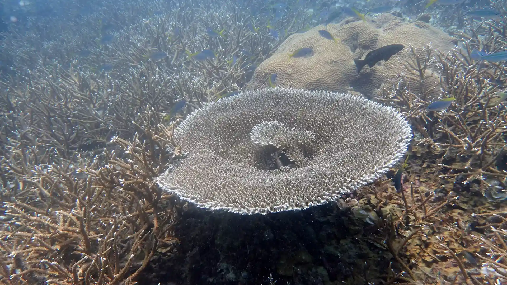 ダイビングサイトの写真