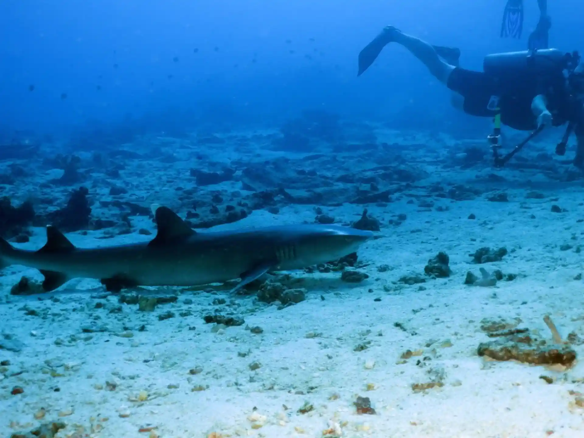 Dive shop photo