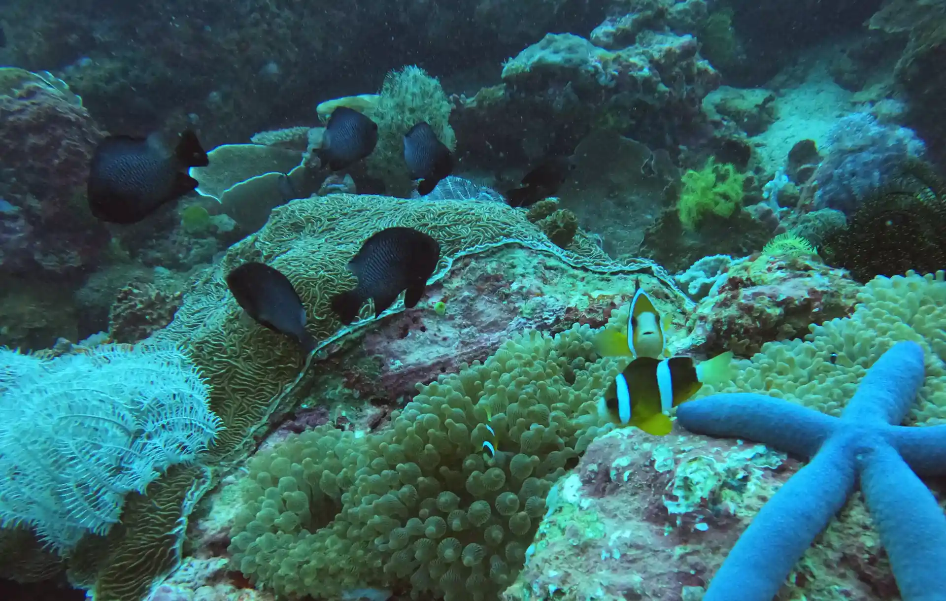 Dive site photo