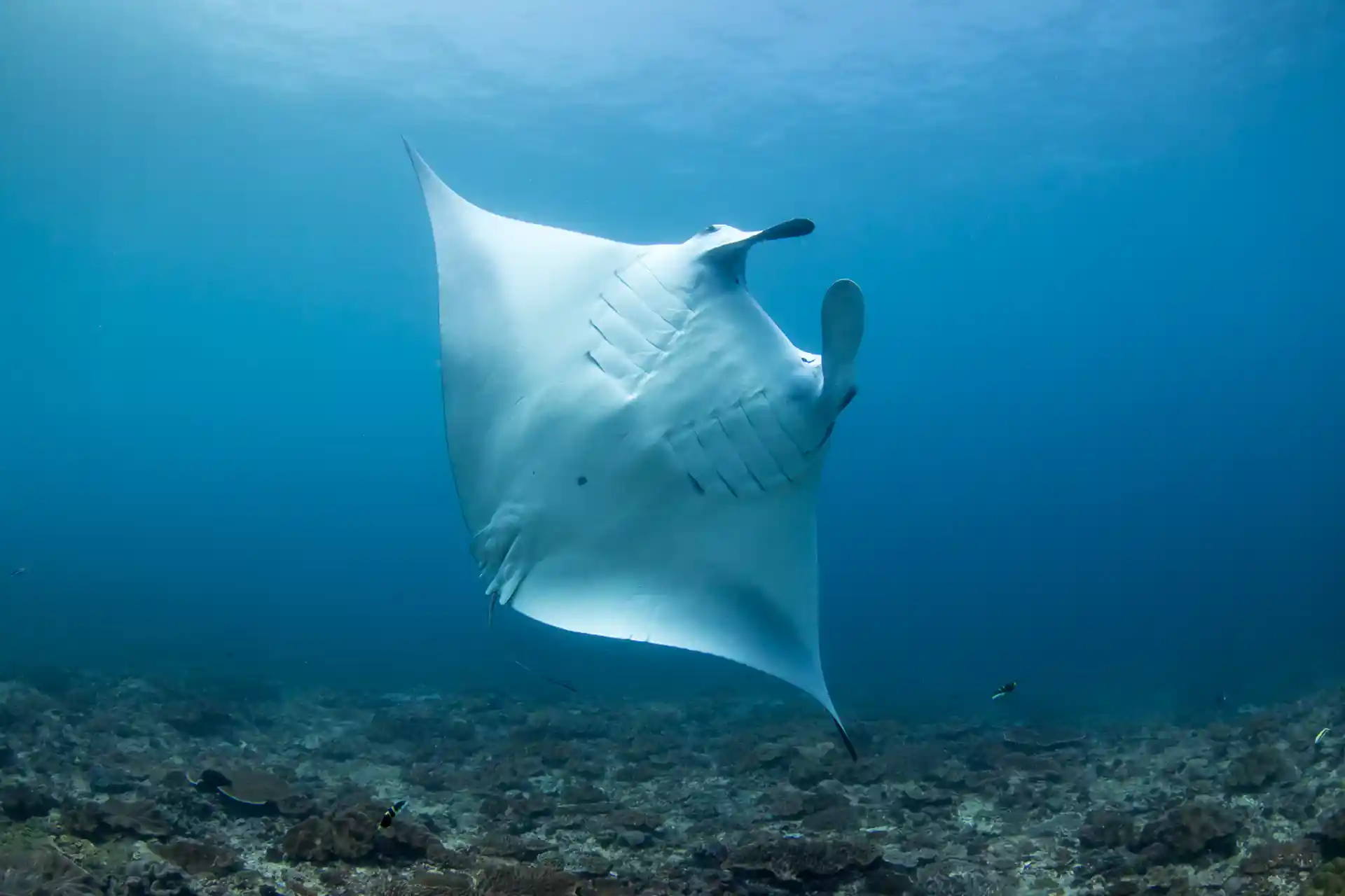 Manta Ray at Manta Point, Nusa Penida