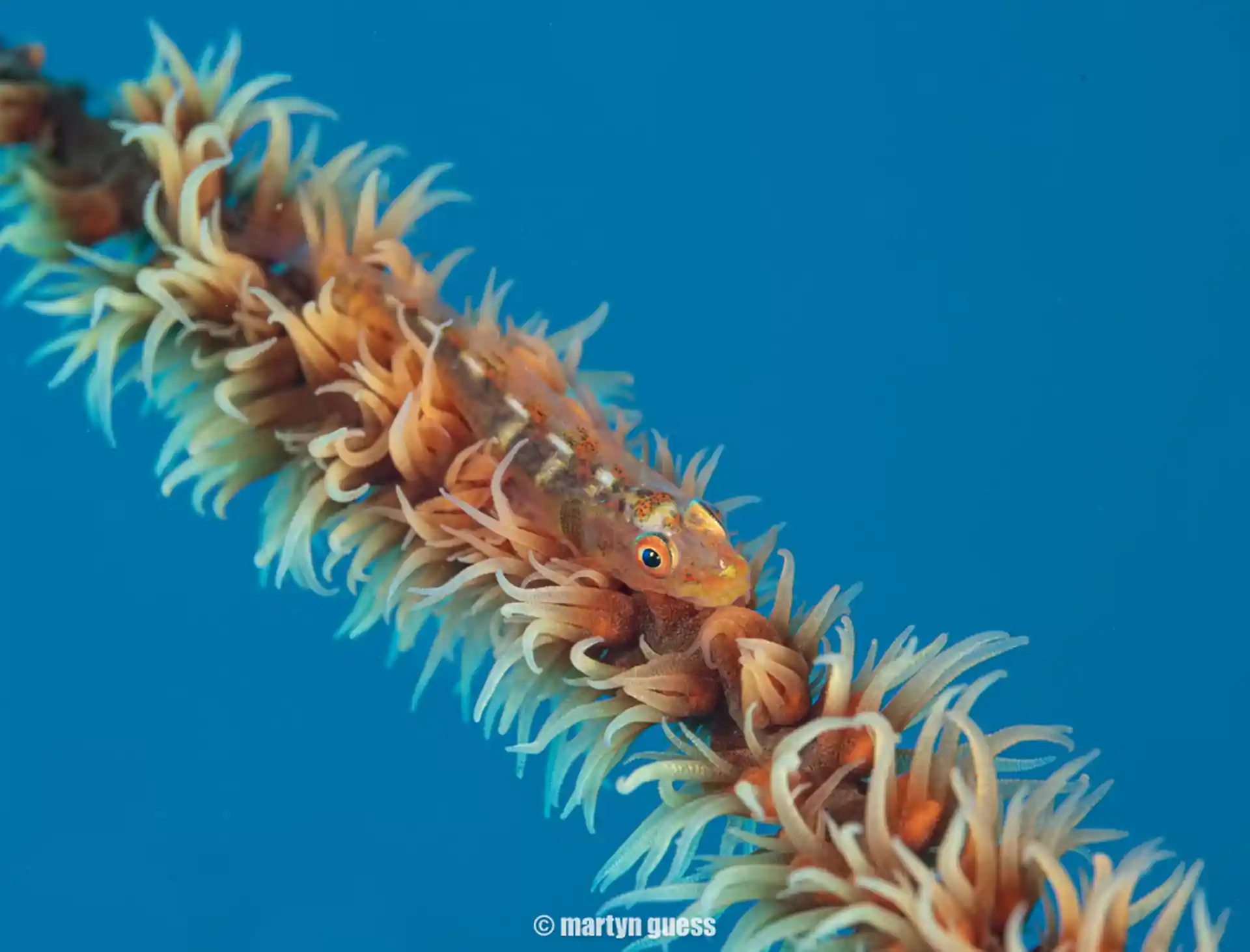 Dive site photo